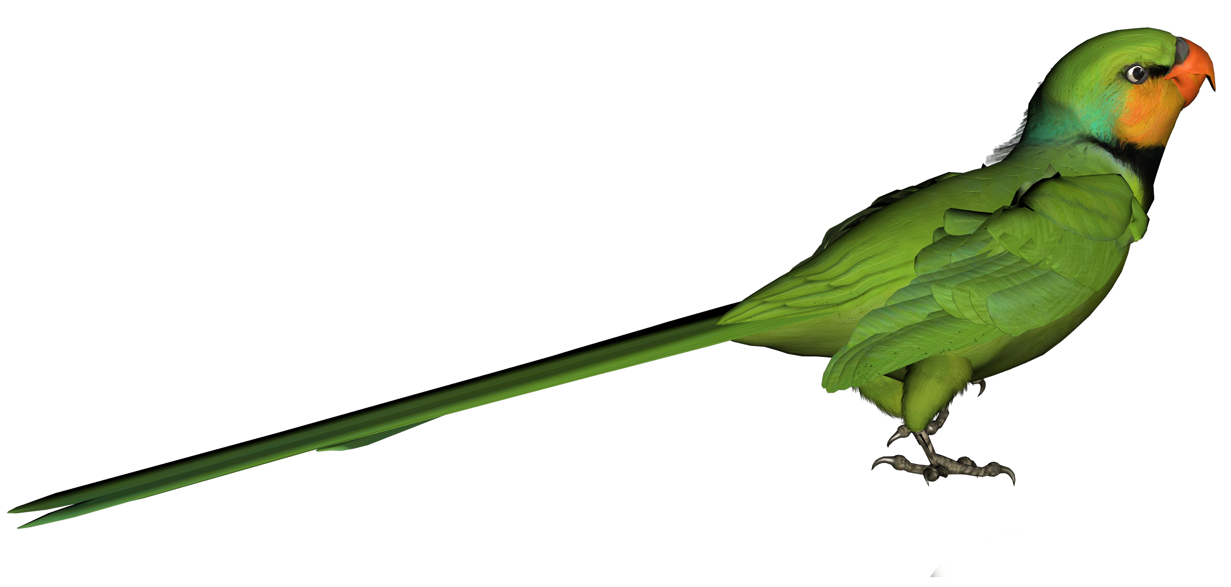 green parrot clipart - photo #17