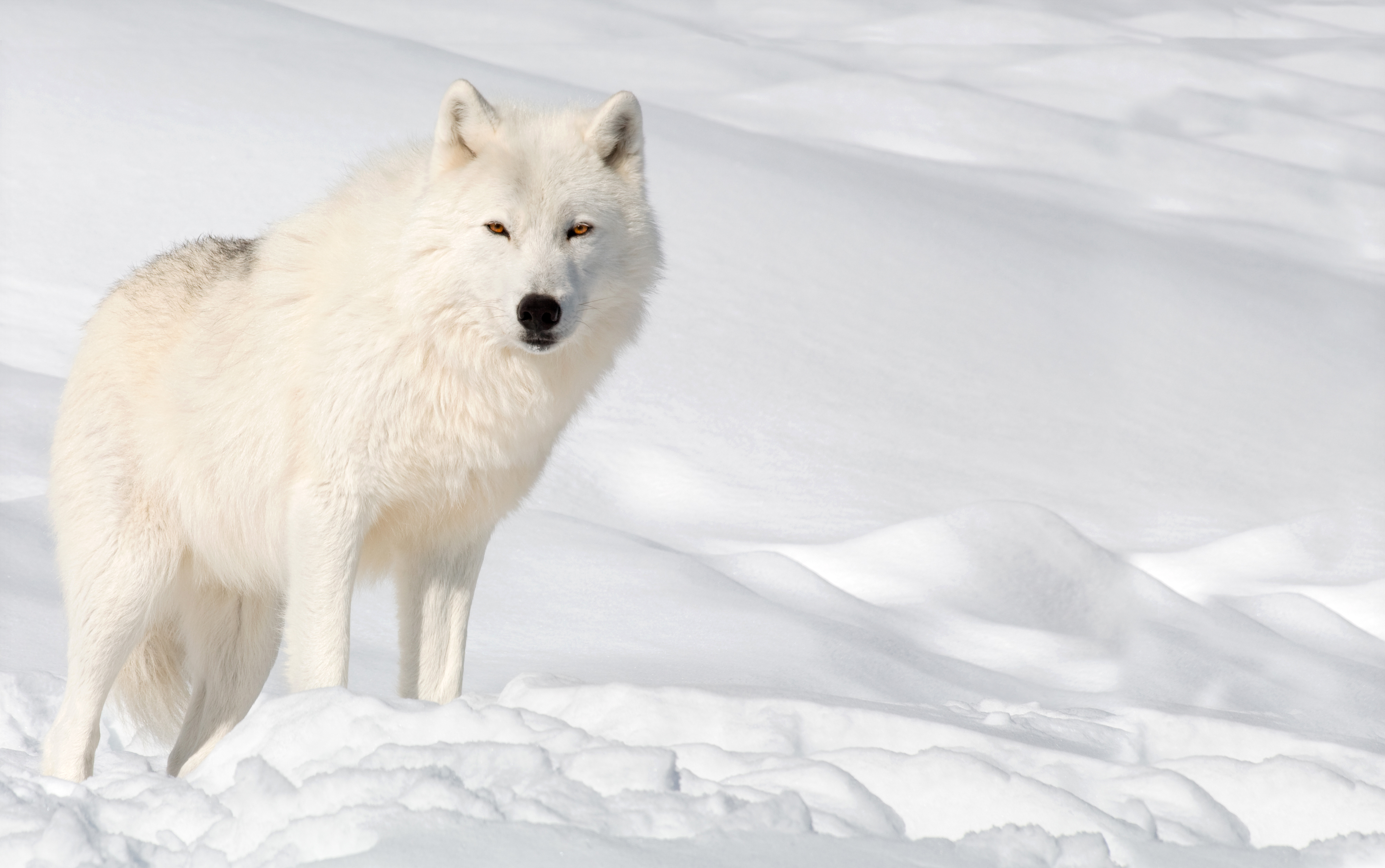 雪景色の中でたたずむ白い狼