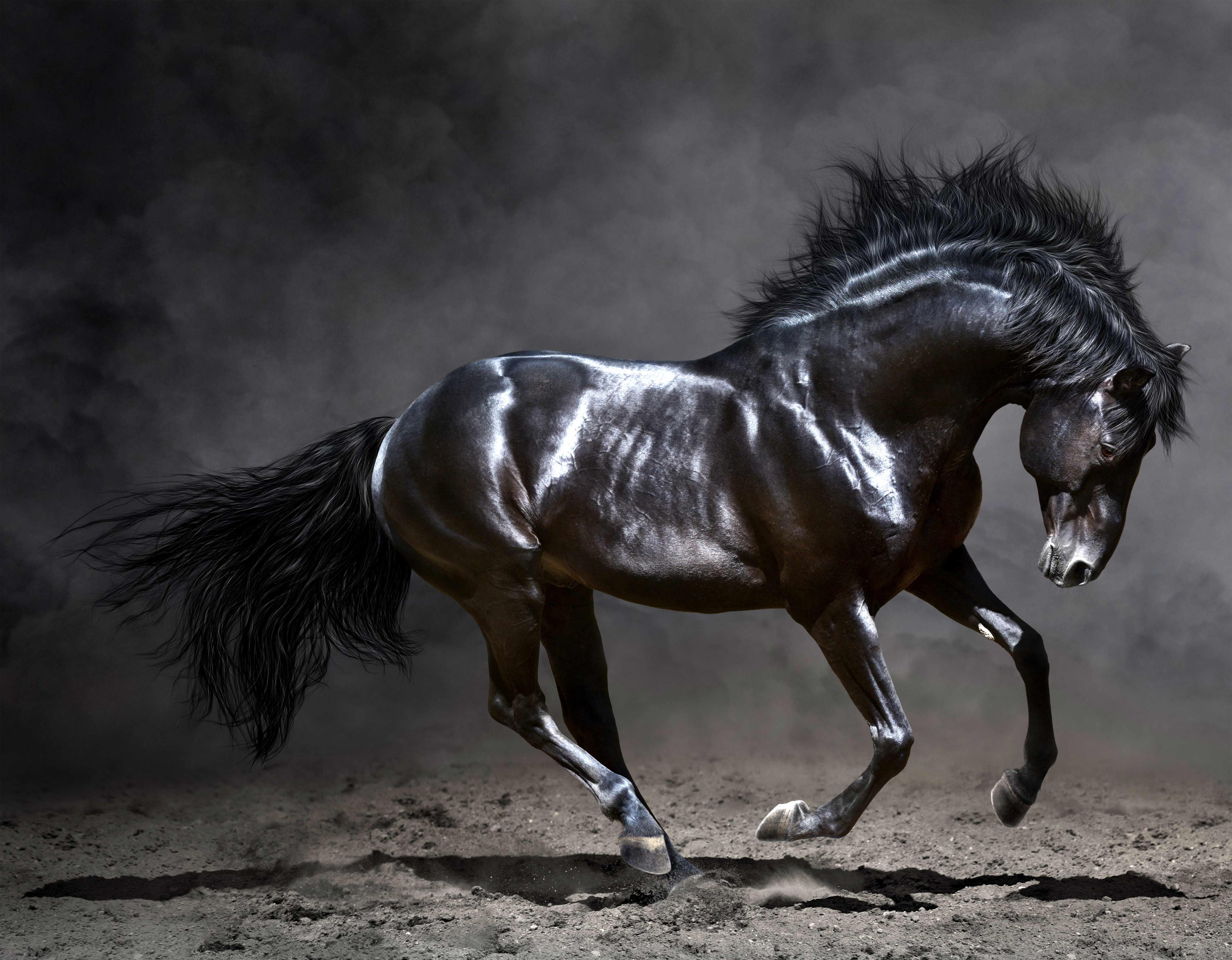 Beautiful Black Horse Background | Gallery Yopriceville - High-Quality