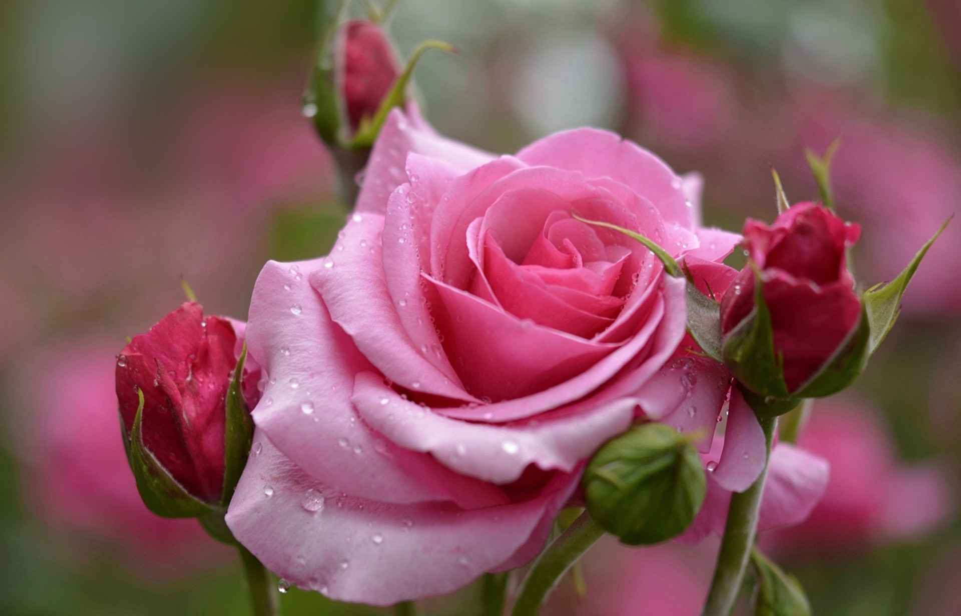 Beautiful Pink Rose Background | Gallery Yopriceville - High-Quality