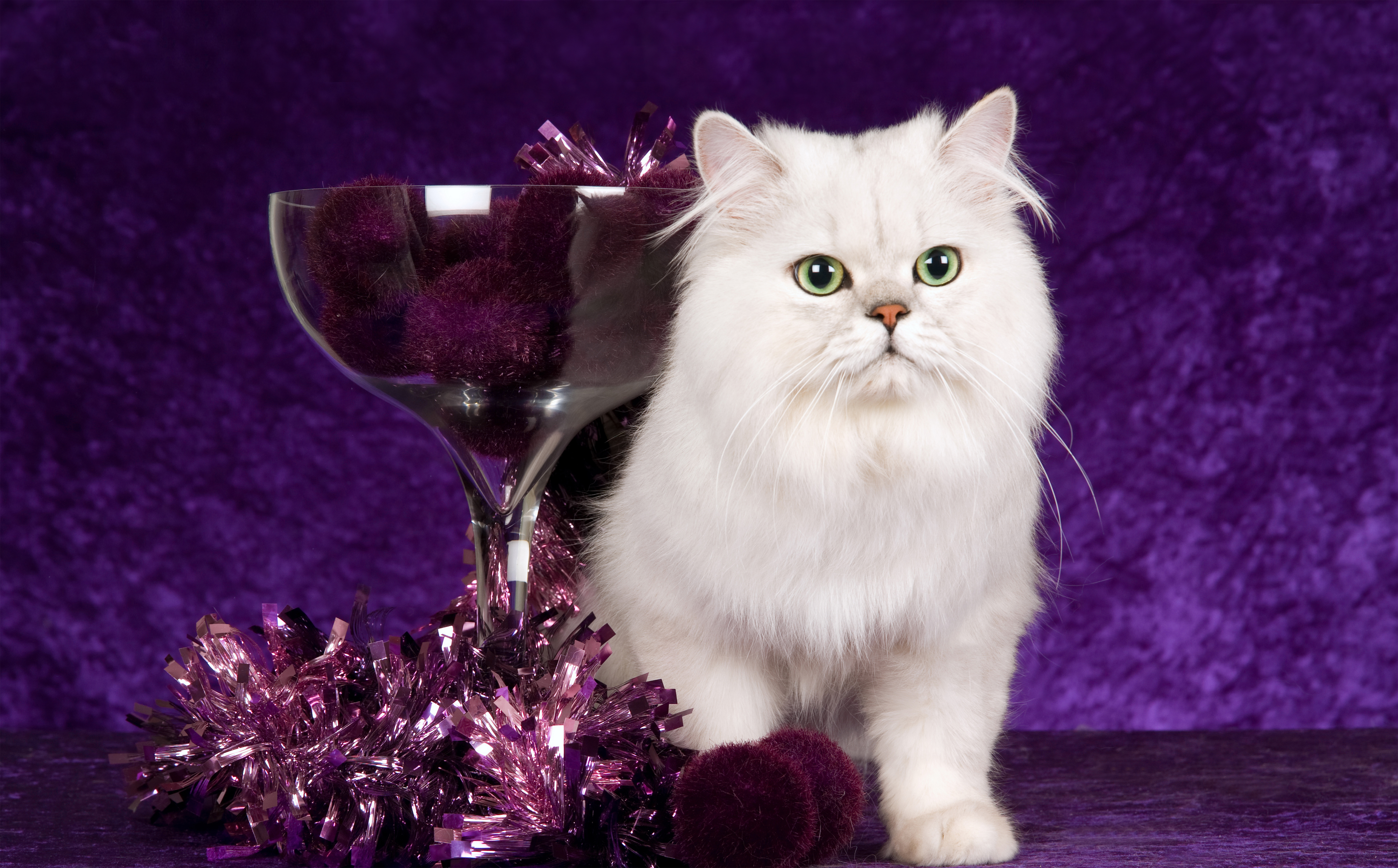 Cute White Cat Purple Background | Gallery Yopriceville - High-Quality