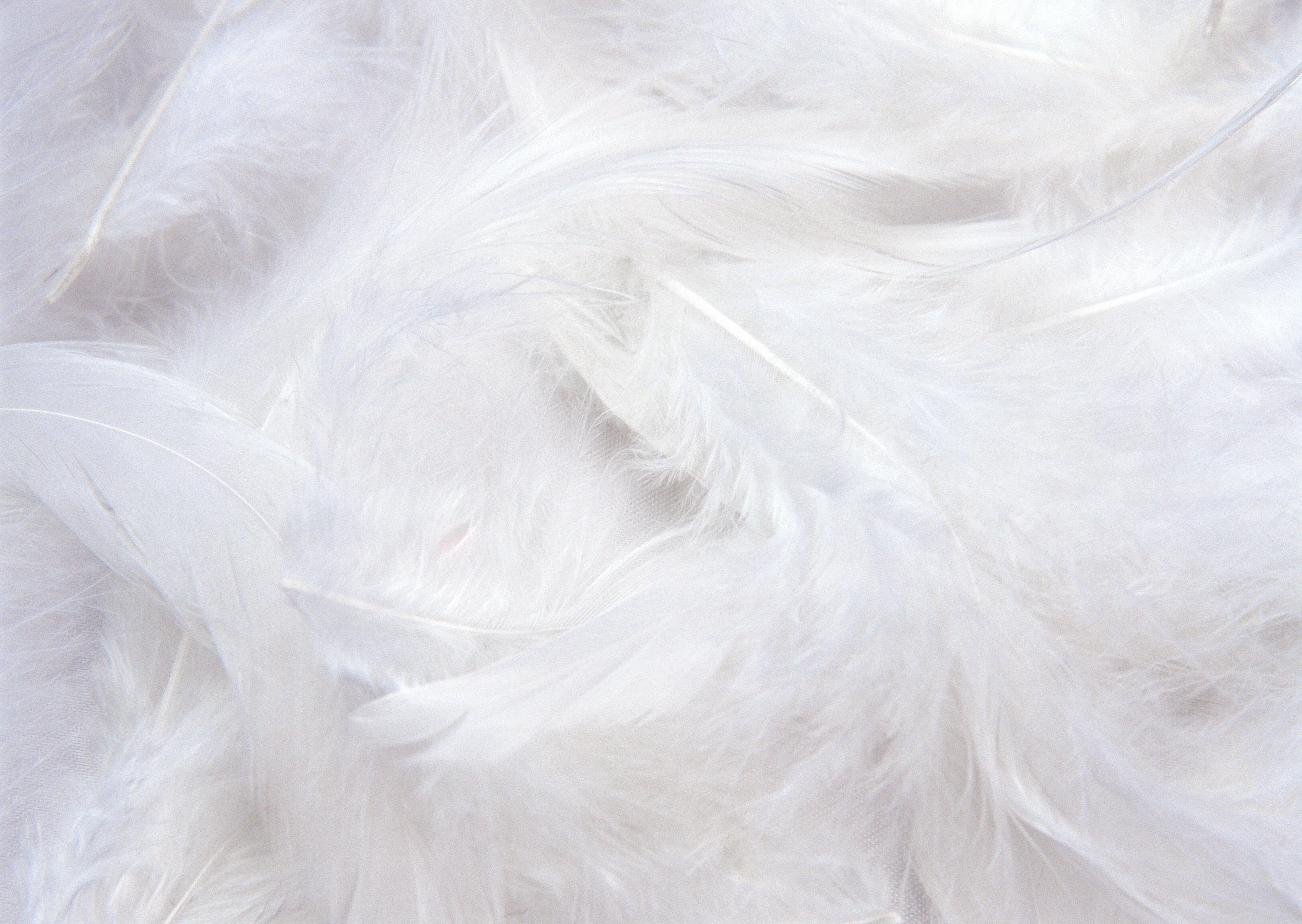 White Feathers Background | Gallery Yopriceville - High-Quality Images