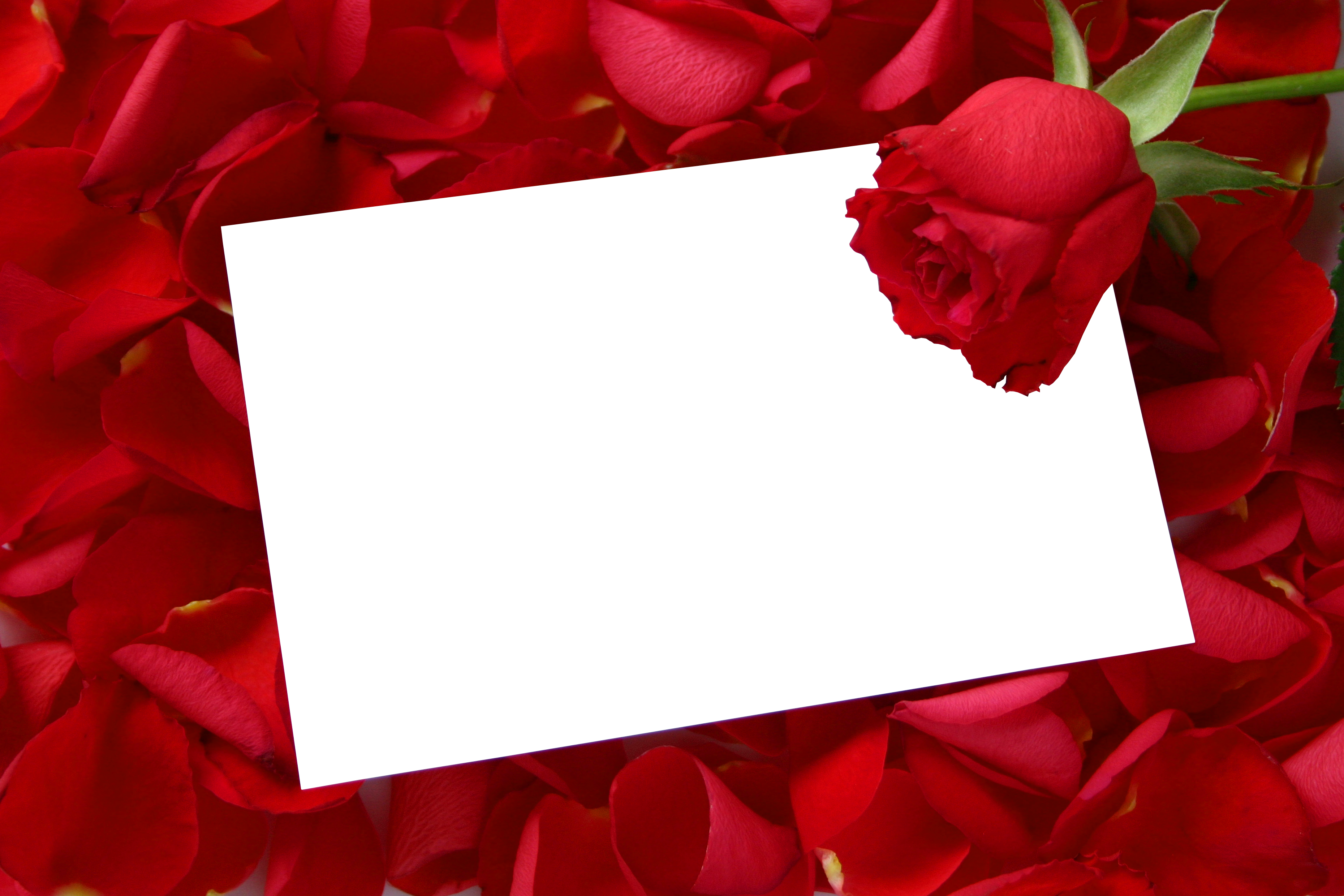 Large Transparent Horizontal Frame with Red Roses | Gallery