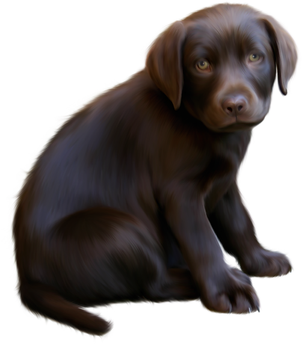 Sleeping Dogs Dog Eyes Png Sleeping Dogs Dog Eyes Png