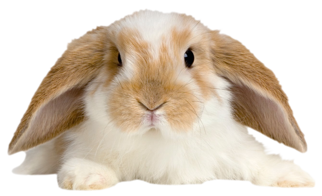 Cute Rabbit Transparent PNG Picture | Gallery Yopriceville - High