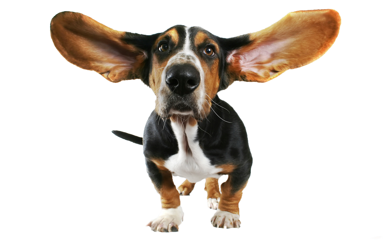 dog clipart png - photo #39