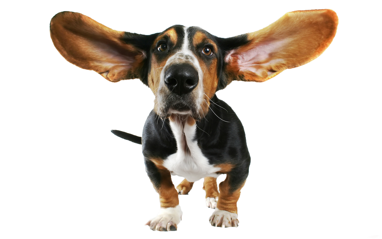 dog clipart transparent background - photo #11