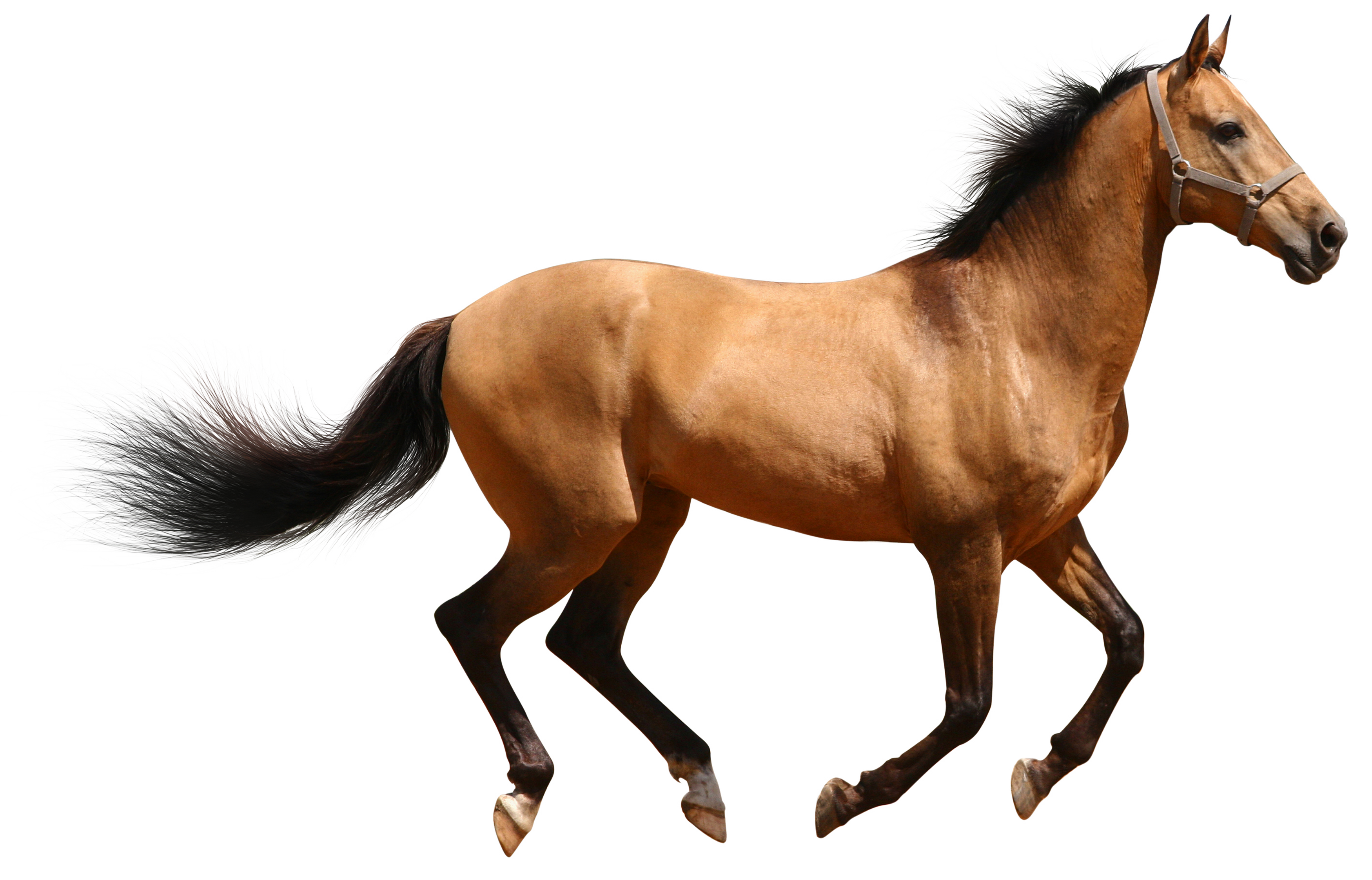clipart image of horse - photo #44