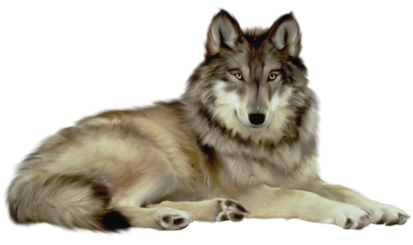 Transparent Wolf Clipart | Gallery Yopriceville - High-Quality Images