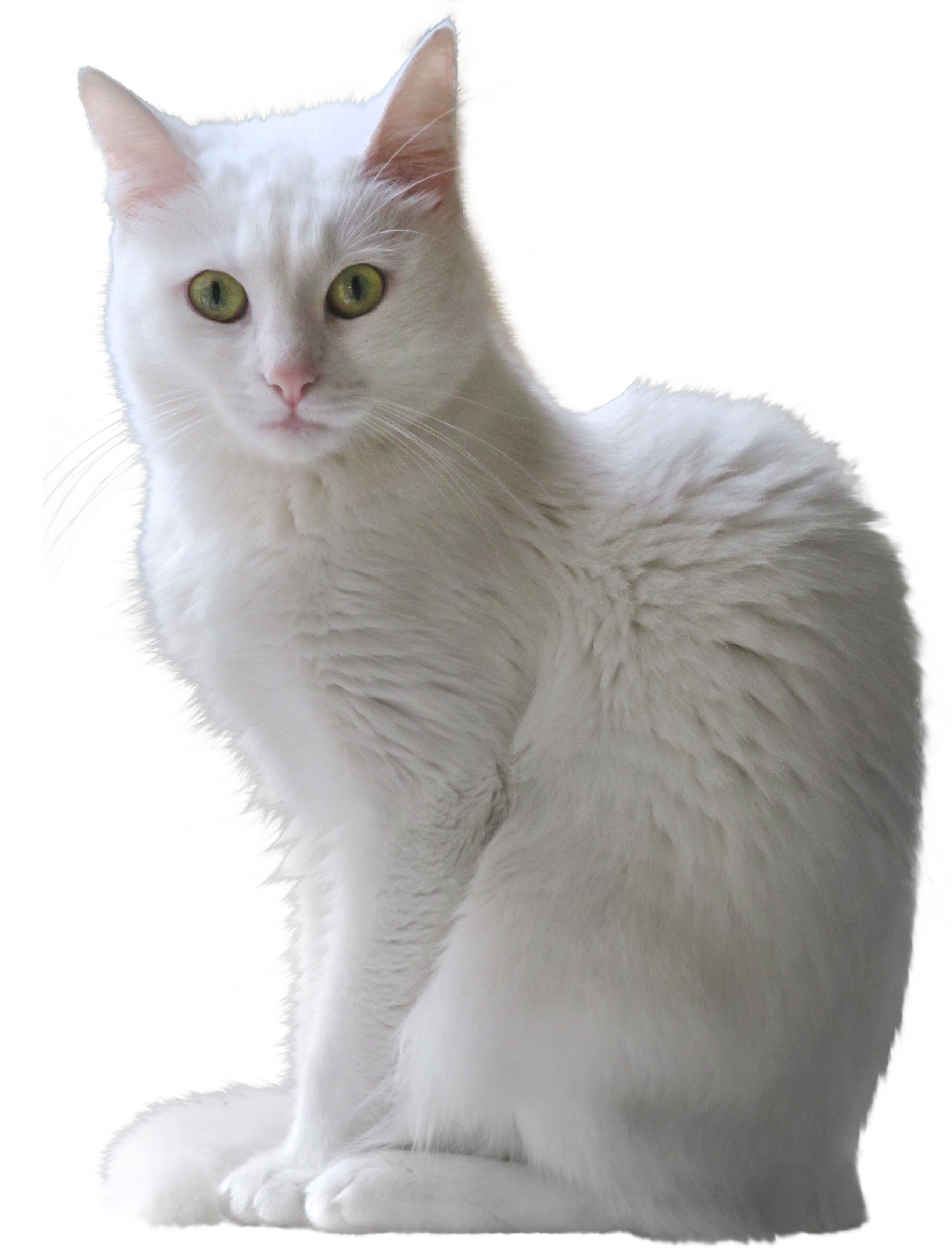 clipart png- cats and kittens - photo #19