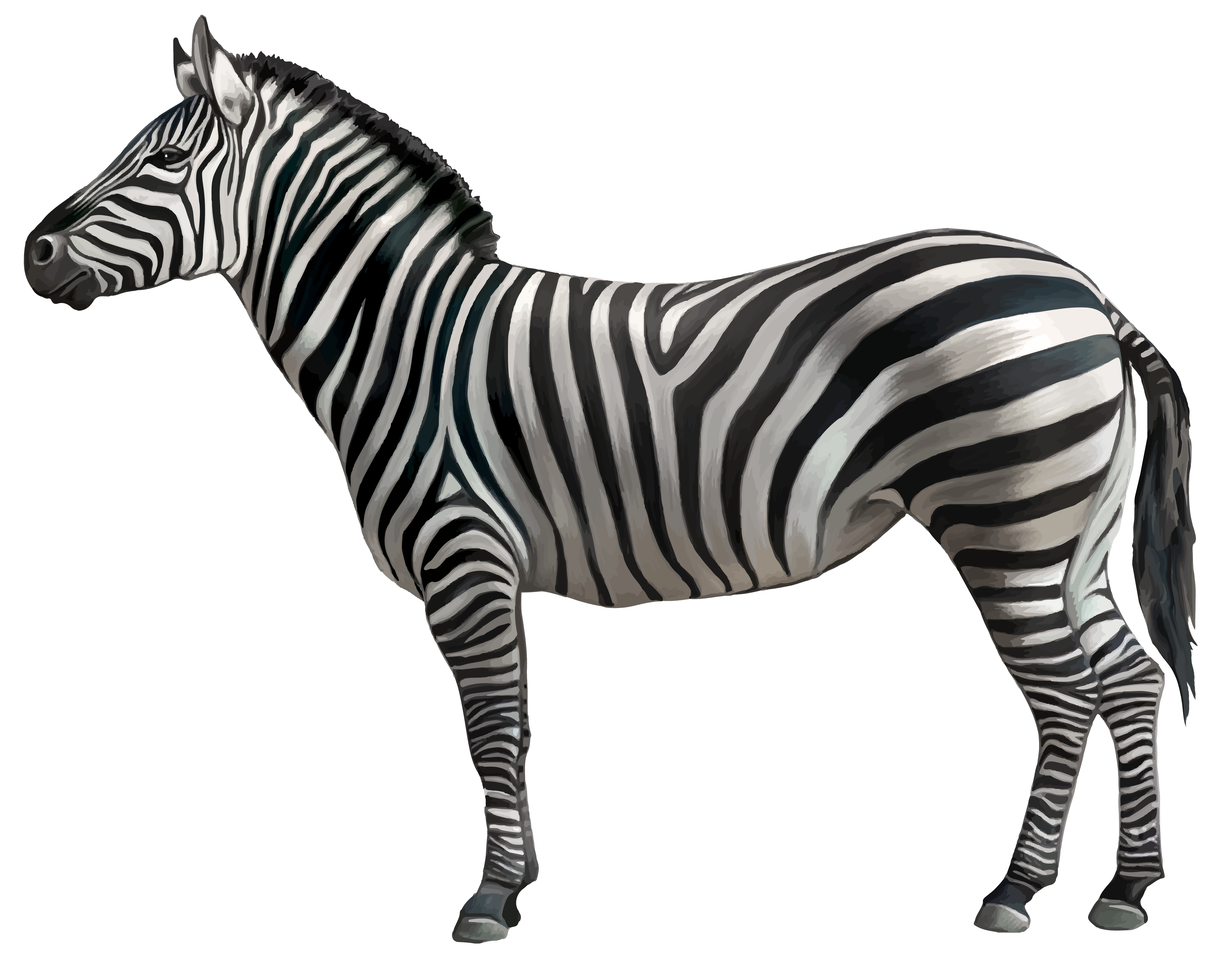 clipart black and white zebra - photo #38
