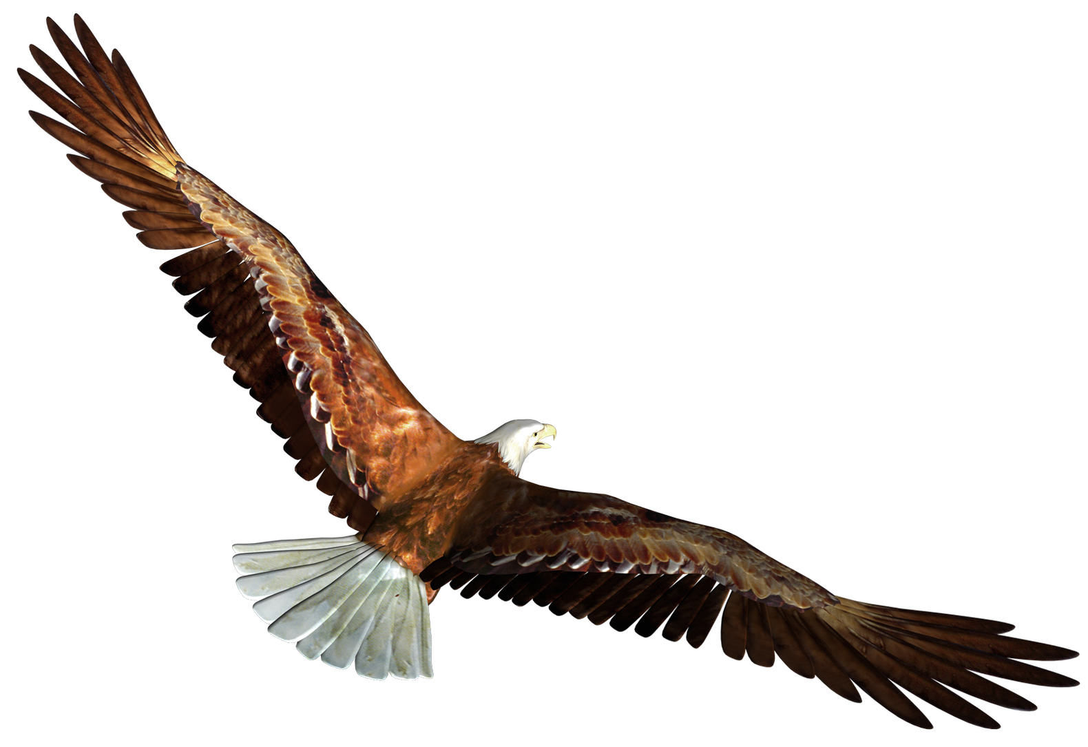 flying eagle free clipart - photo #7