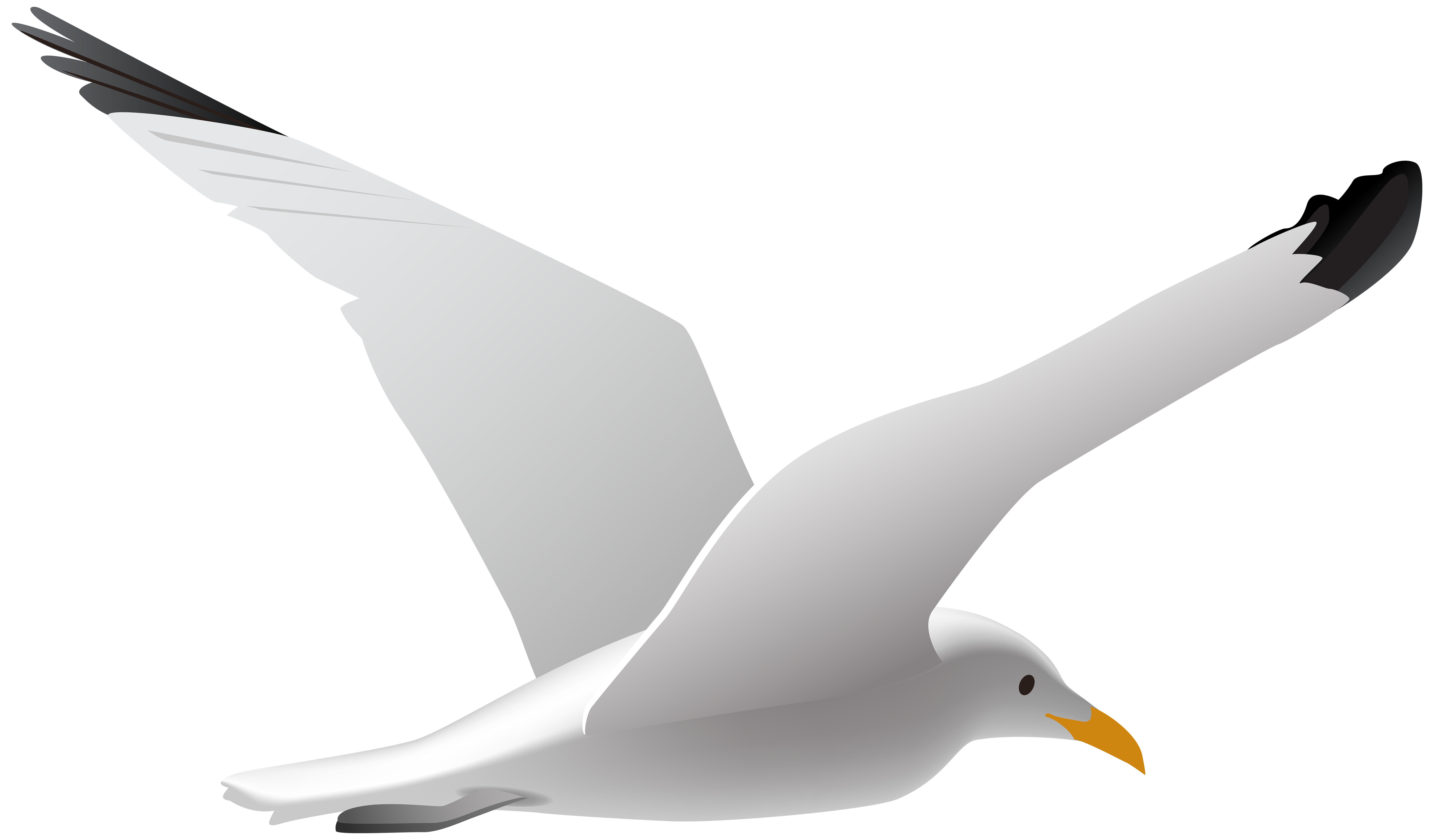 free clip art seagull cartoon - photo #40