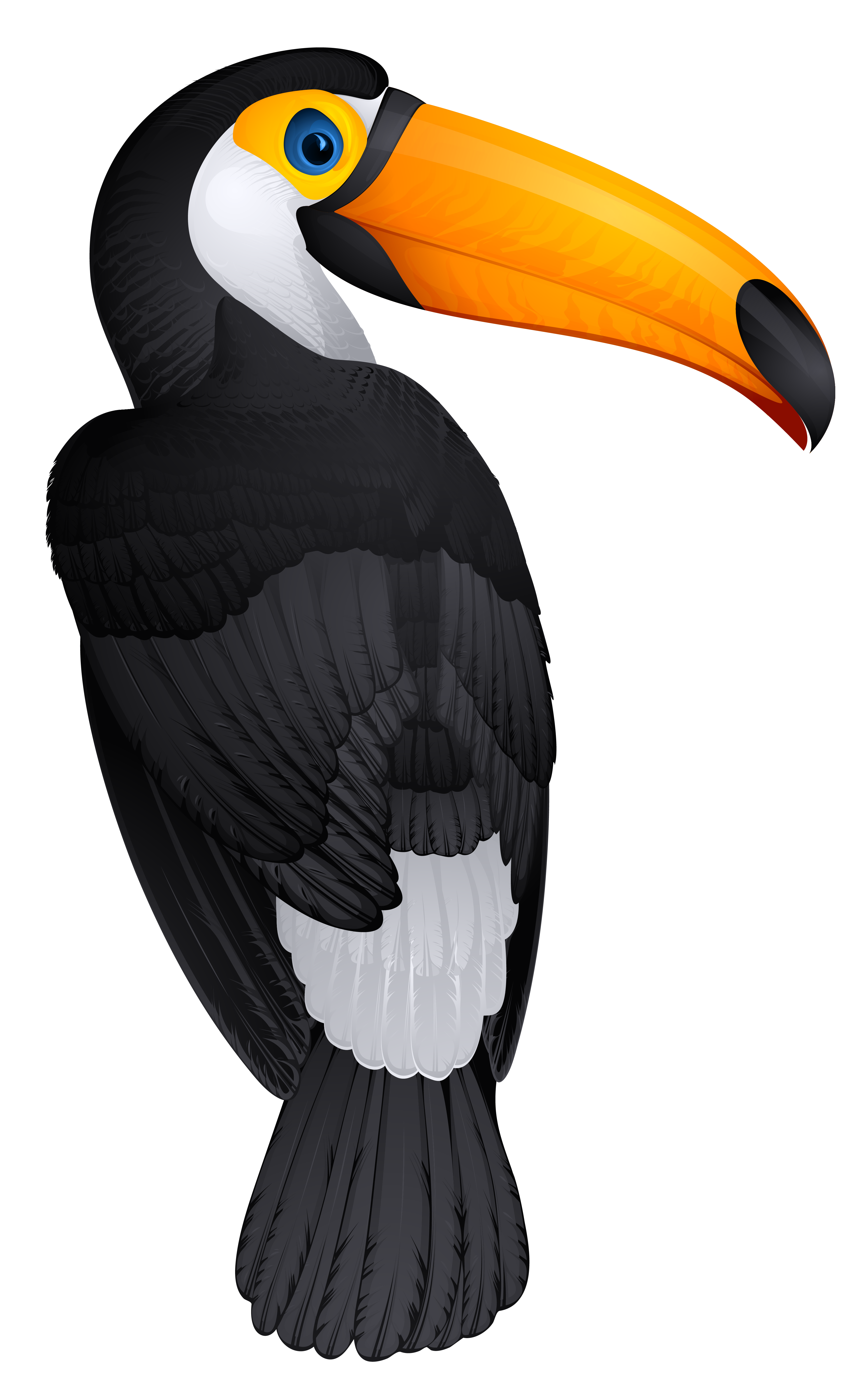 Clip Art Toucan Clipart toucan bird png clipart picture view full size