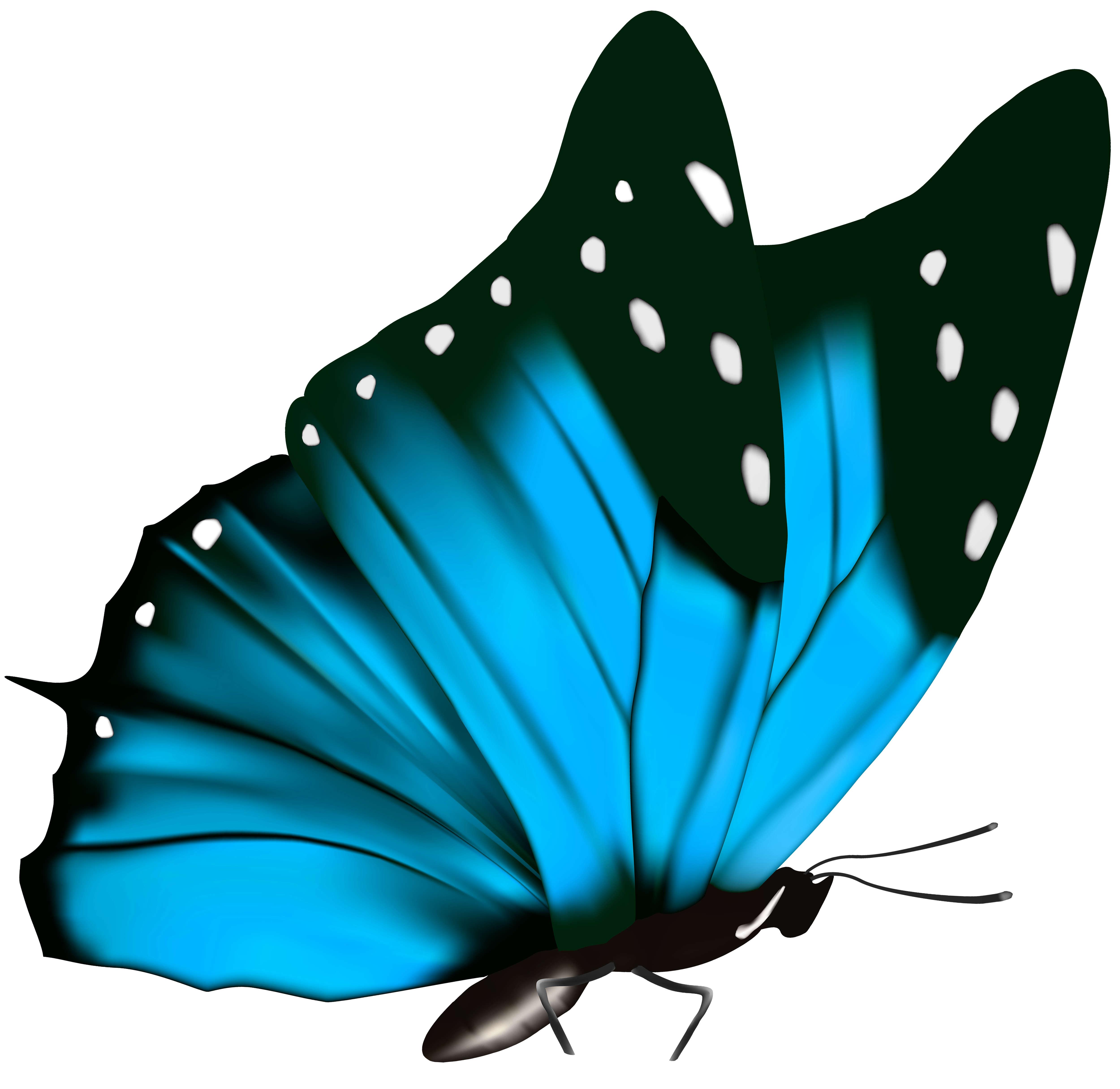 butterfly clipart png - photo #35