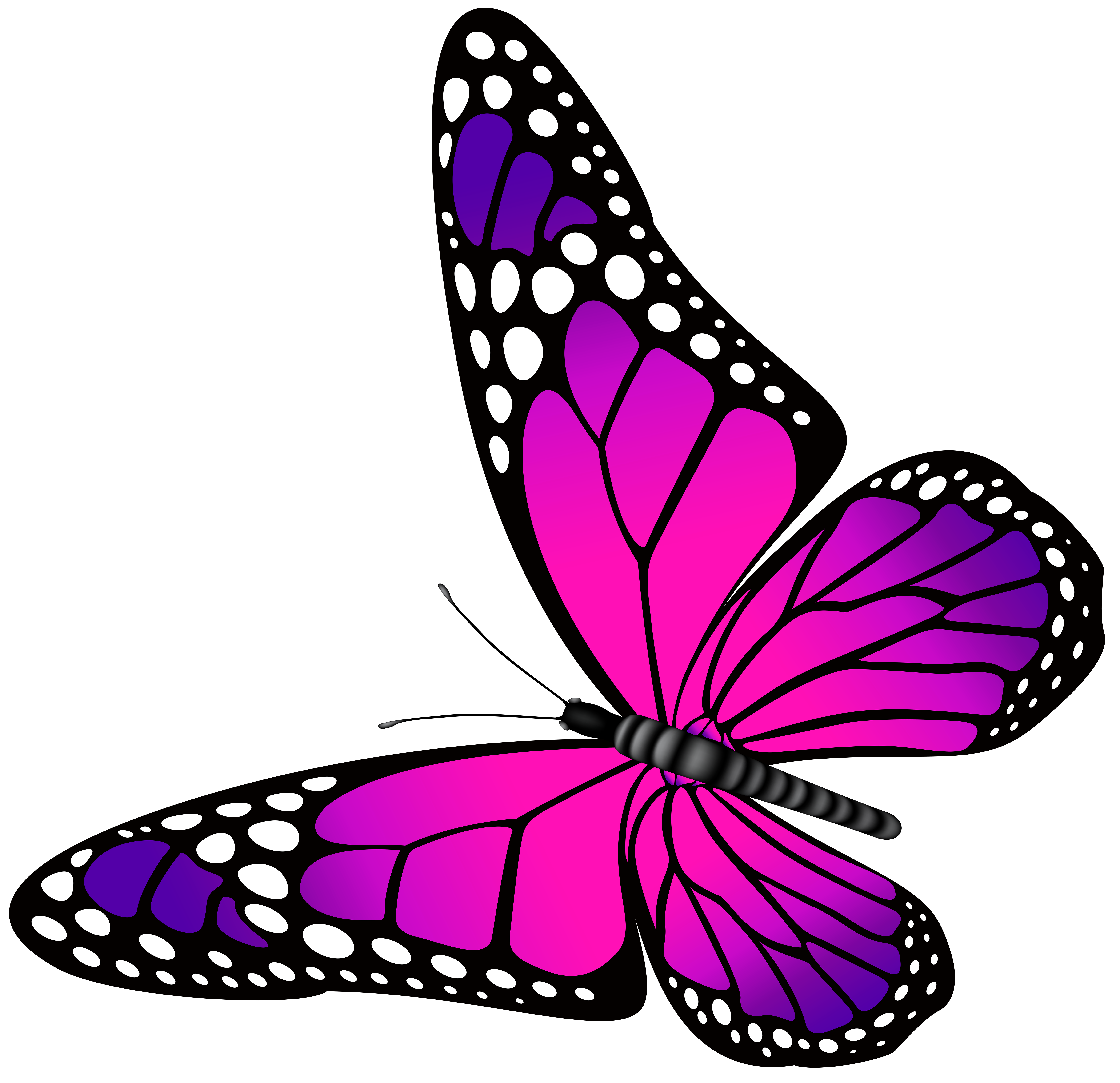 Butterfly Pink and Purple Transparent PNG Clip Art Image | Gallery