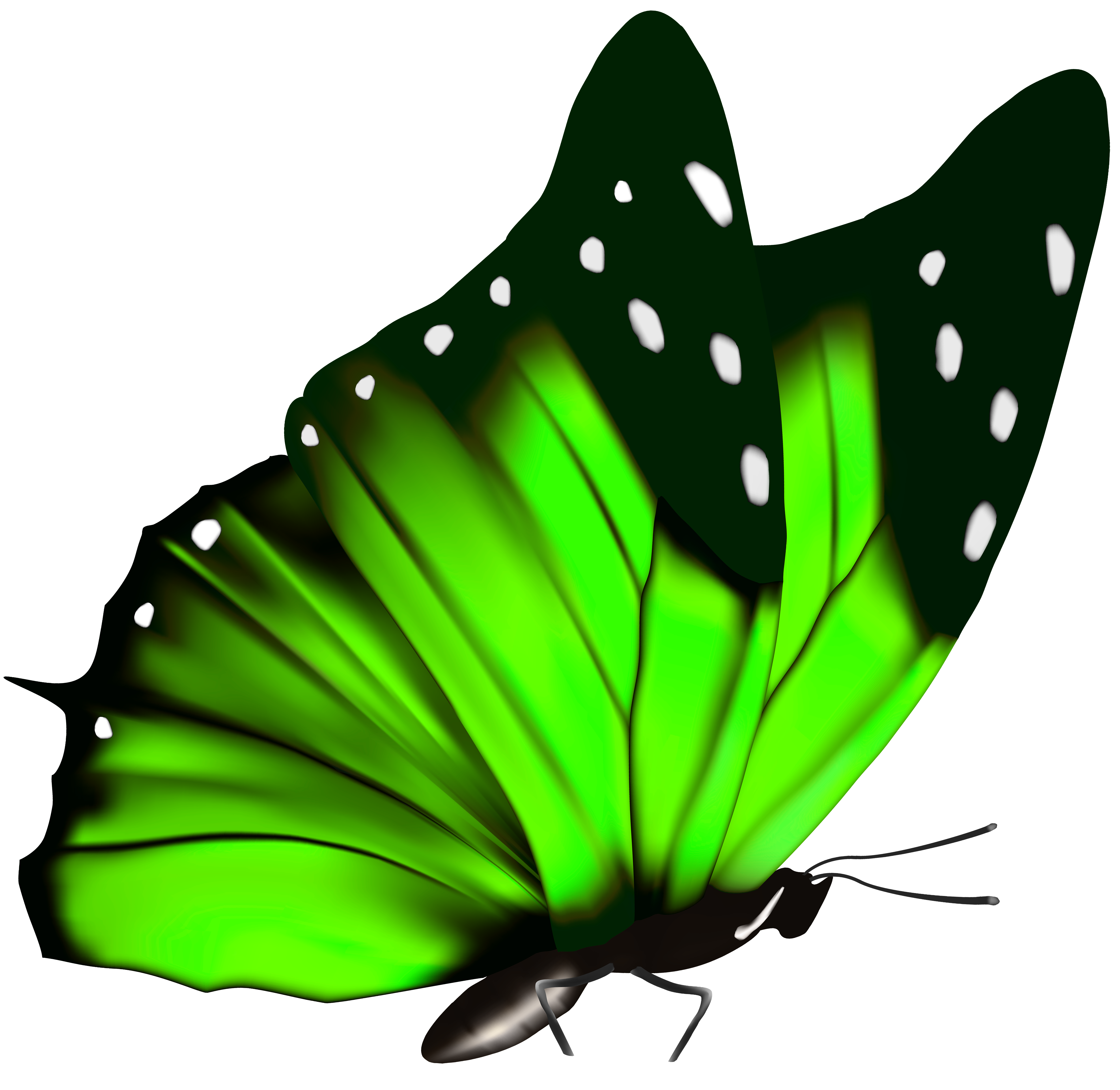 green butterfly clip art - photo #7