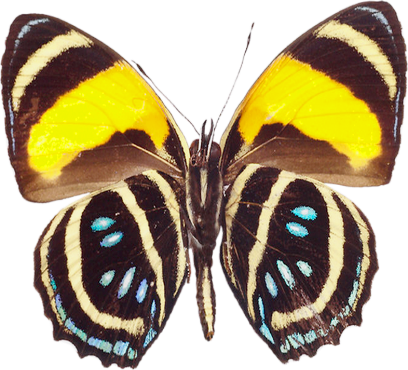butterfly clipart photoshop - photo #27