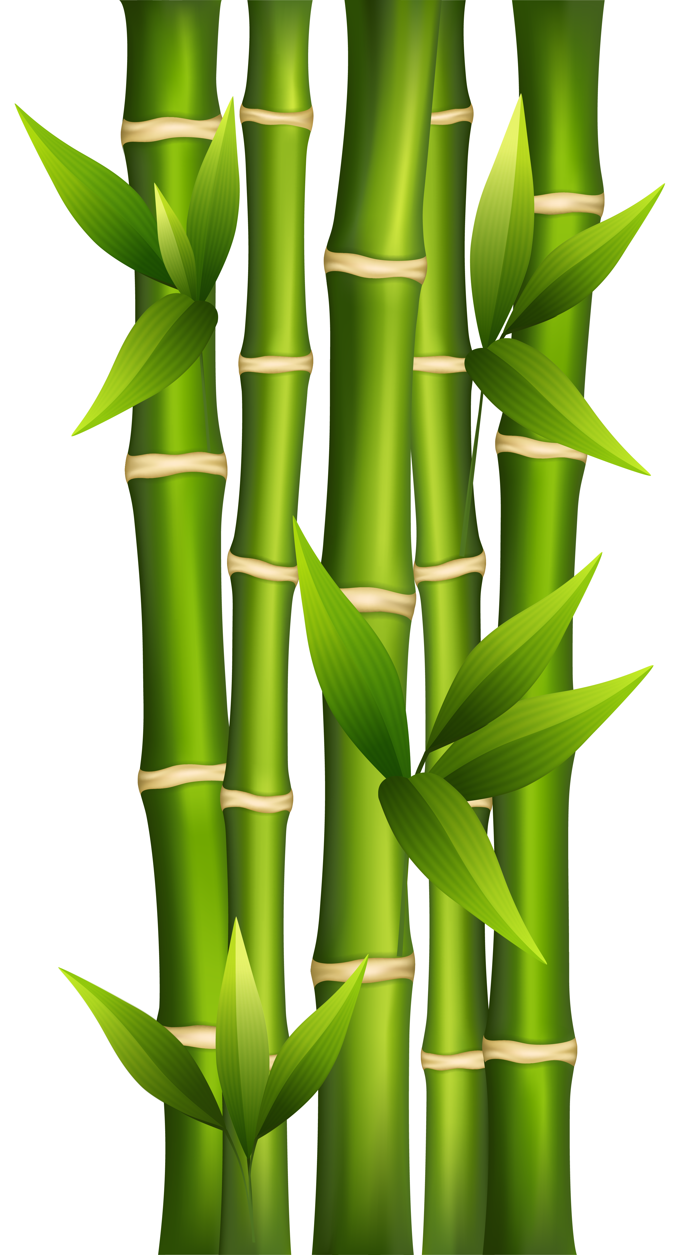 Bamboo PNG Clipart Image | Gallery Yopriceville - High-Quality Images