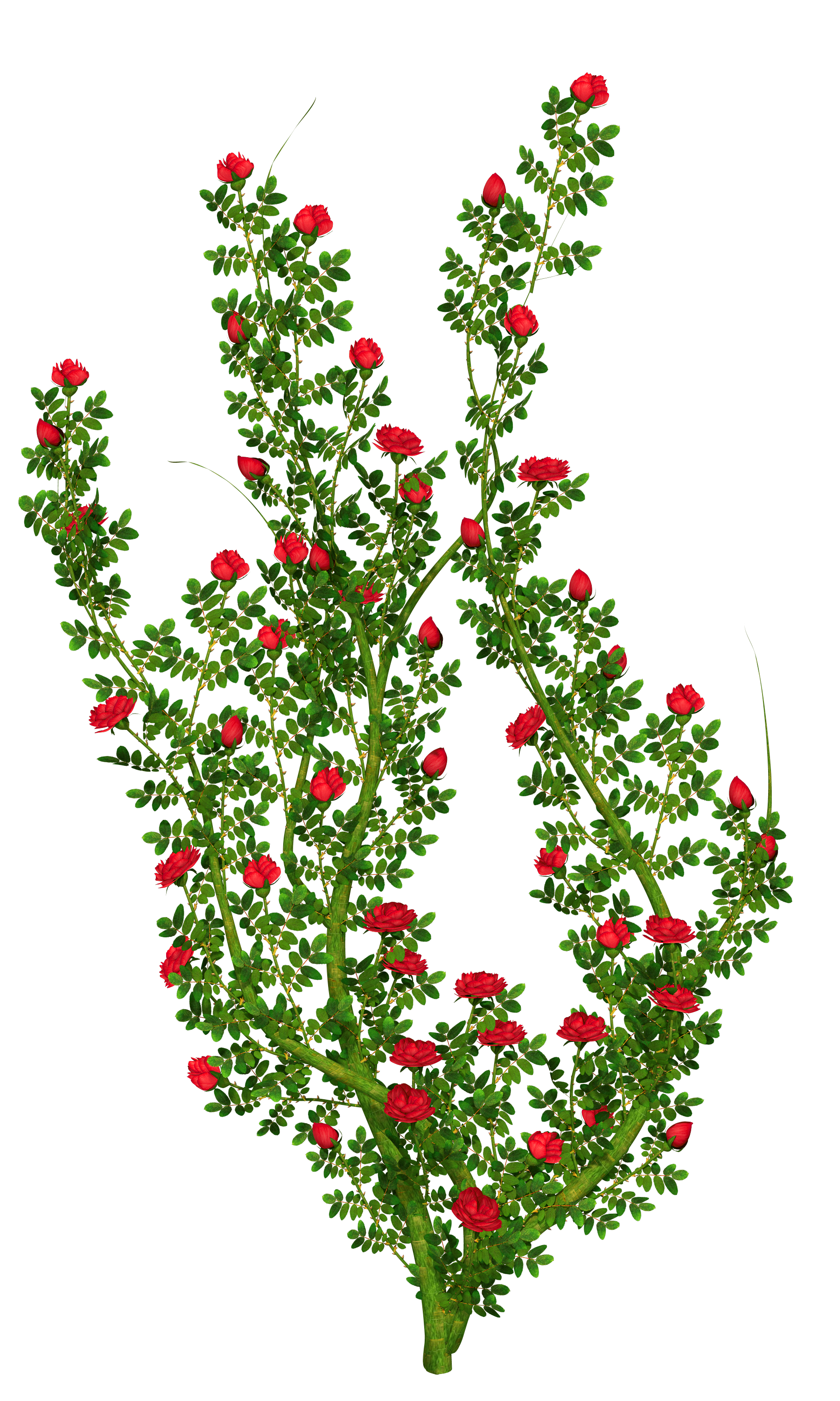 clipart of rose plant - photo #25