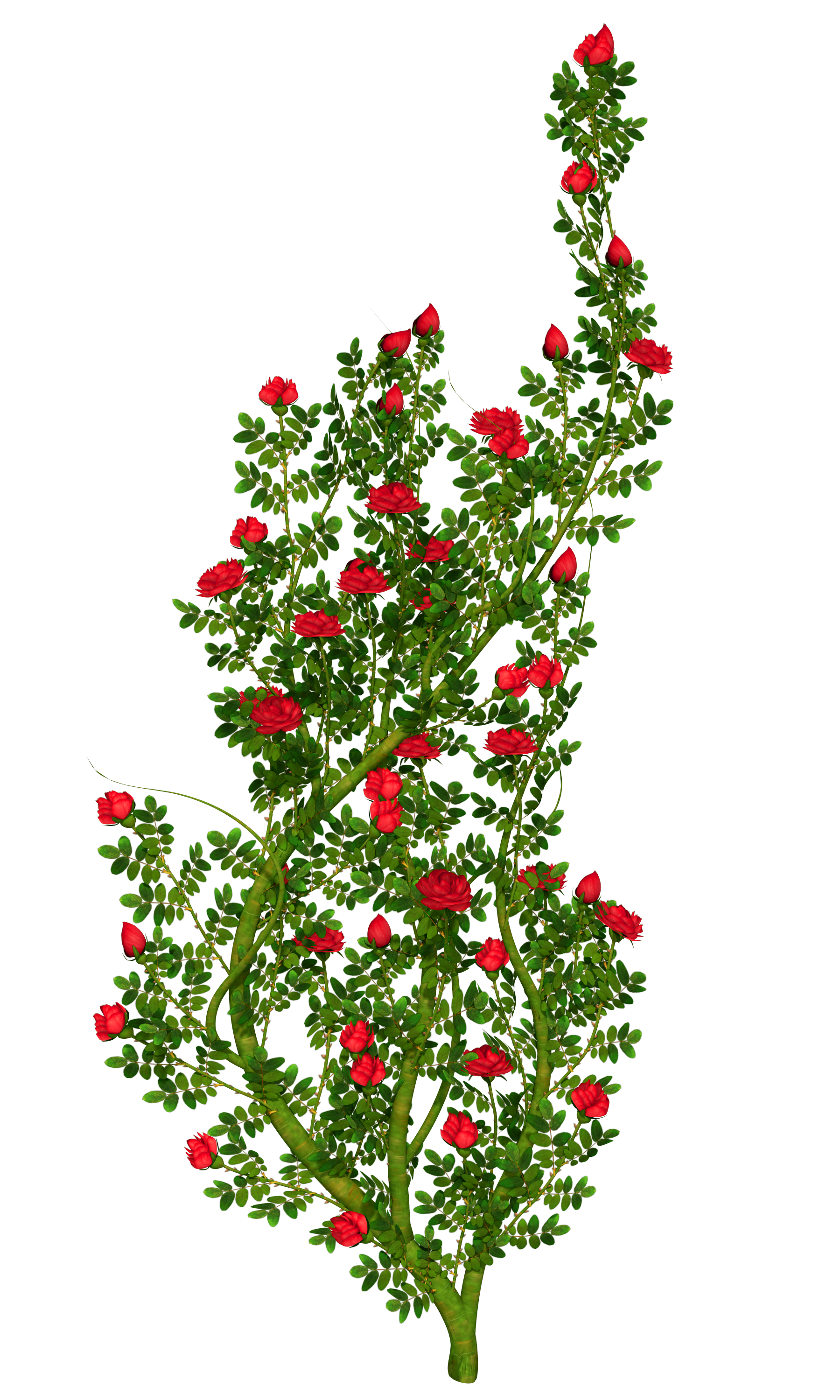 clipart of rose plant - photo #15