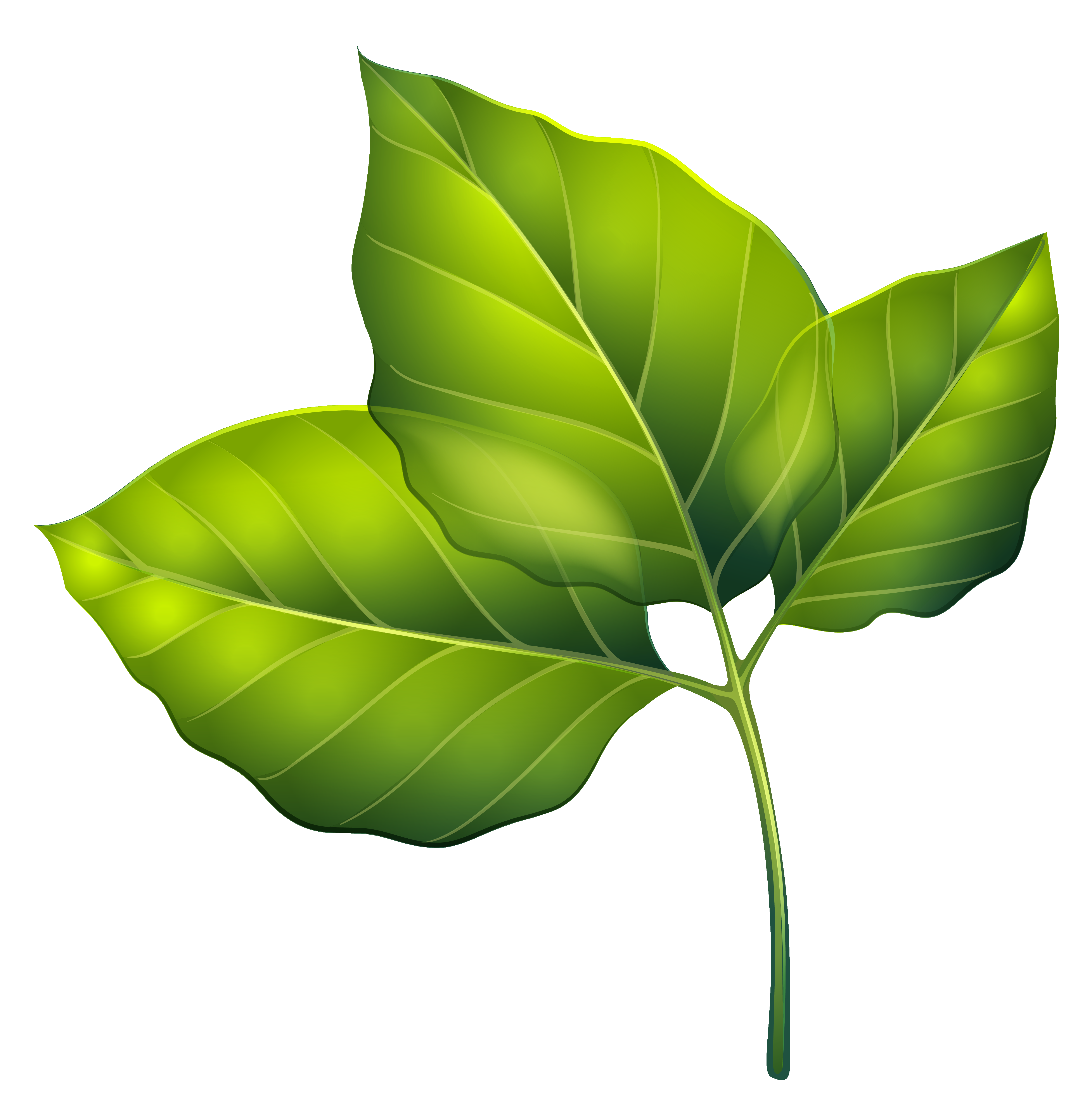 free clipart green leaves - photo #43