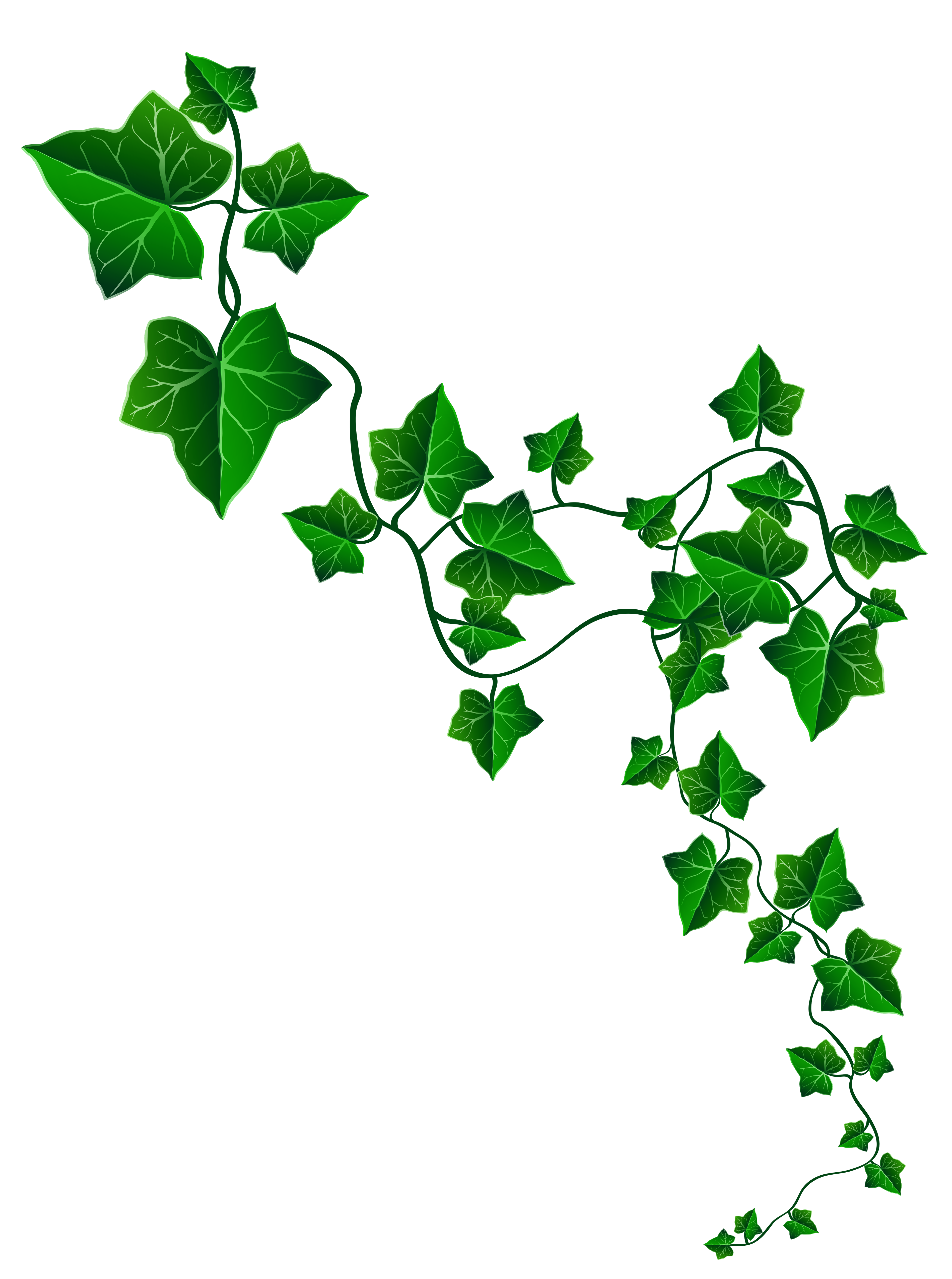 free clip art leaf vines - photo #40