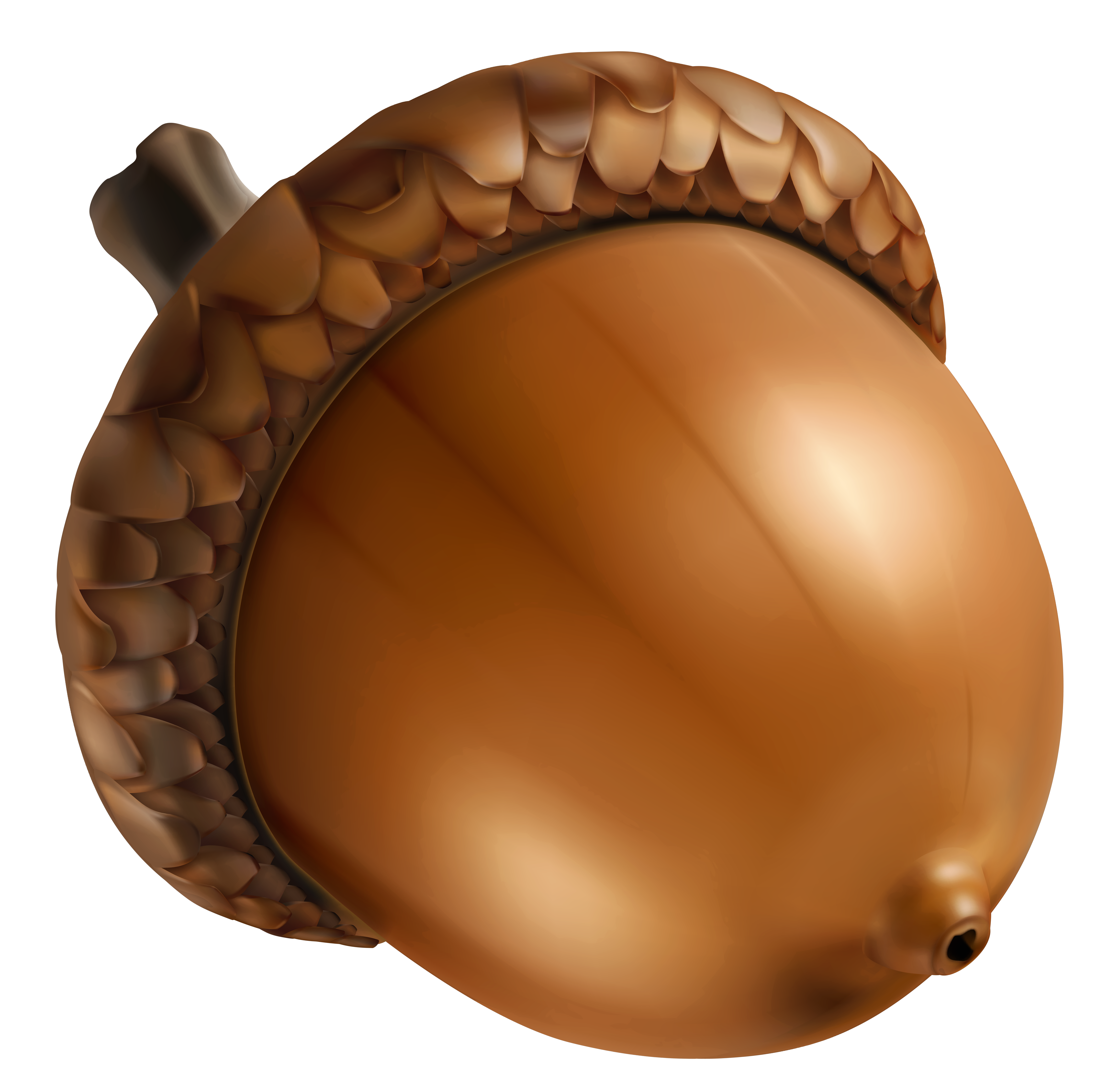 Clip Art Acorn Clip Art clipart acorn acorn