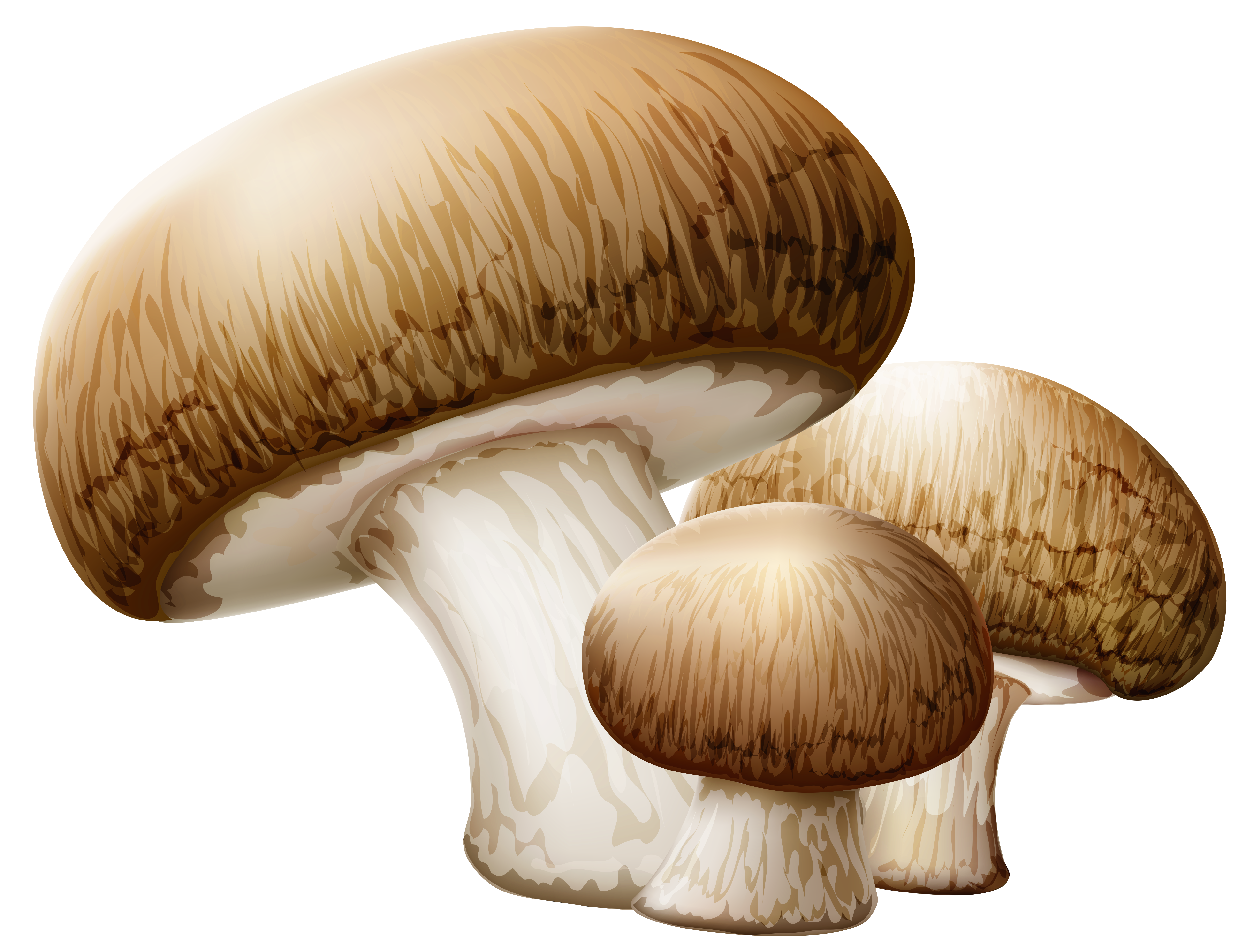 png clipart mushroom - photo #13
