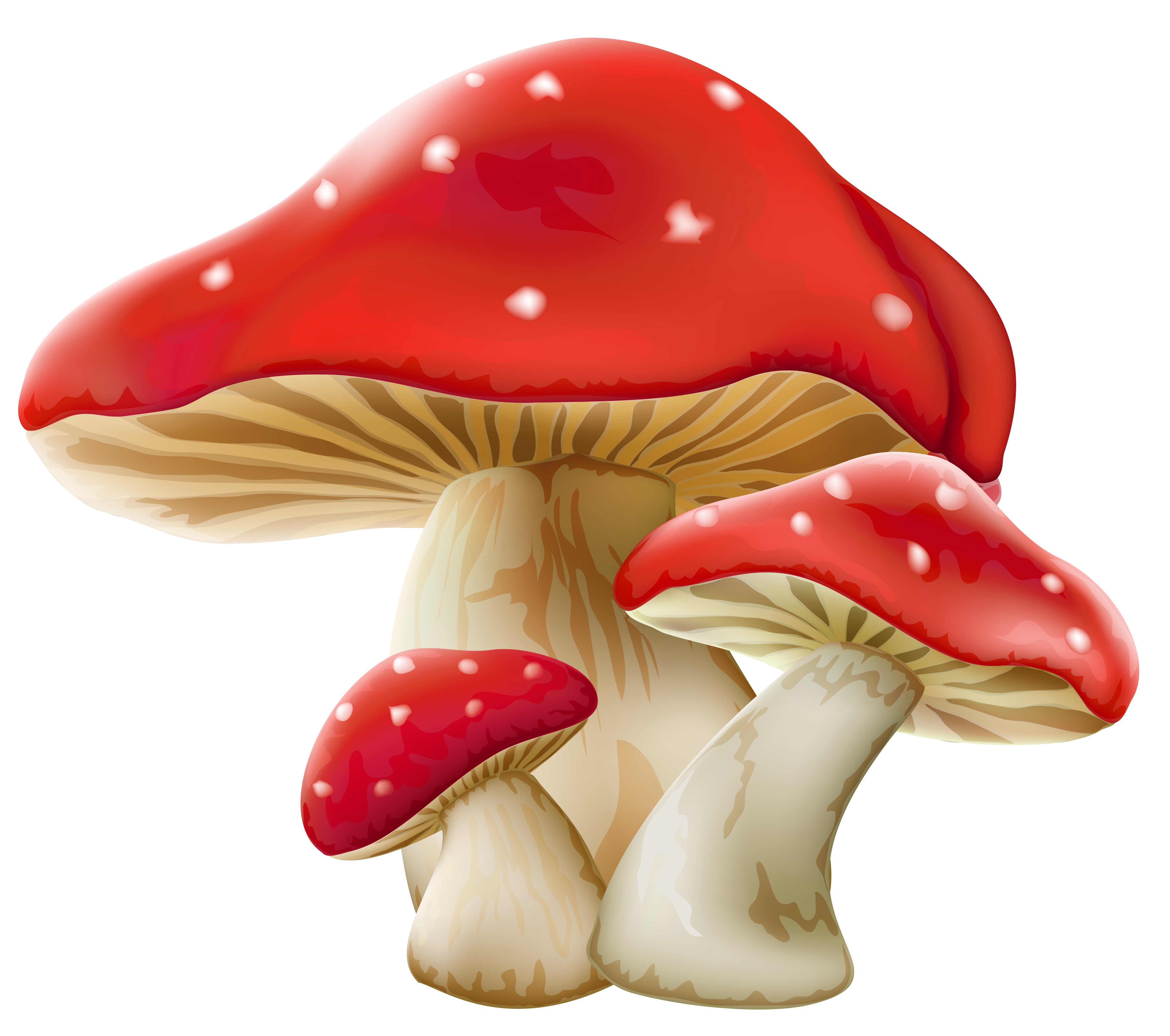 png clipart mushroom - photo #10