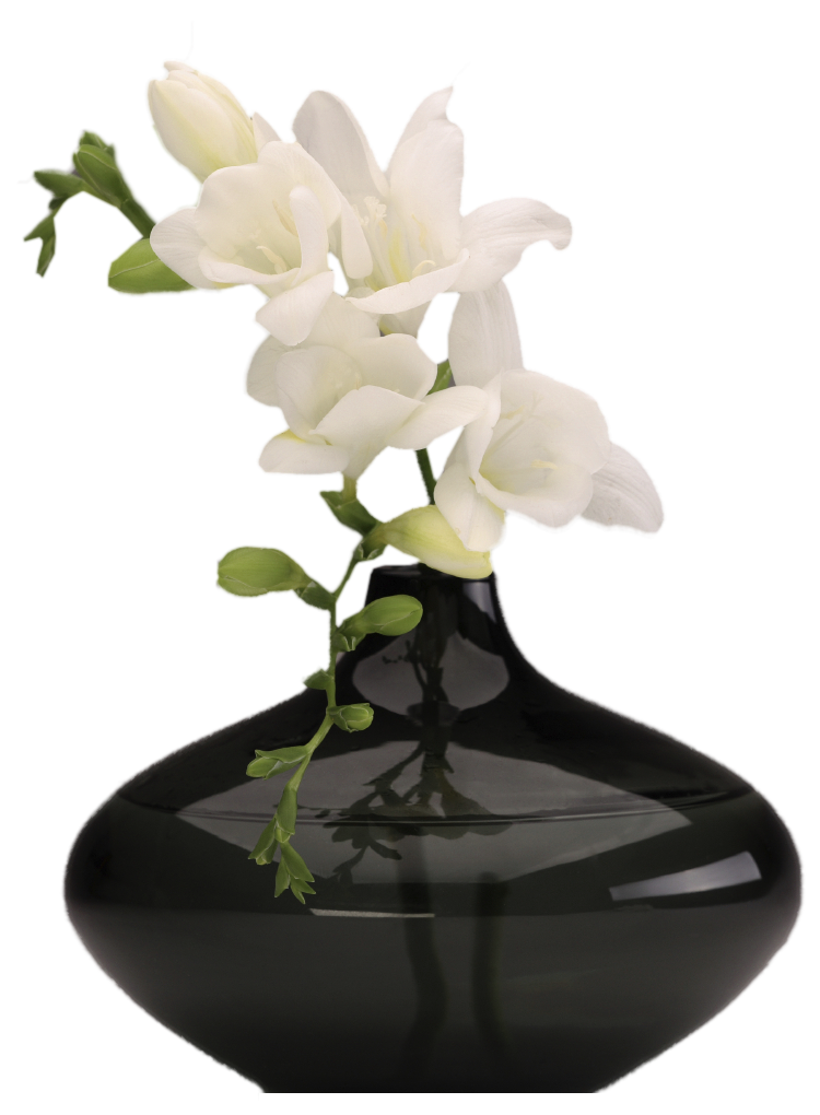 25+ Transparent Background White Orchid Flower Png Pictures