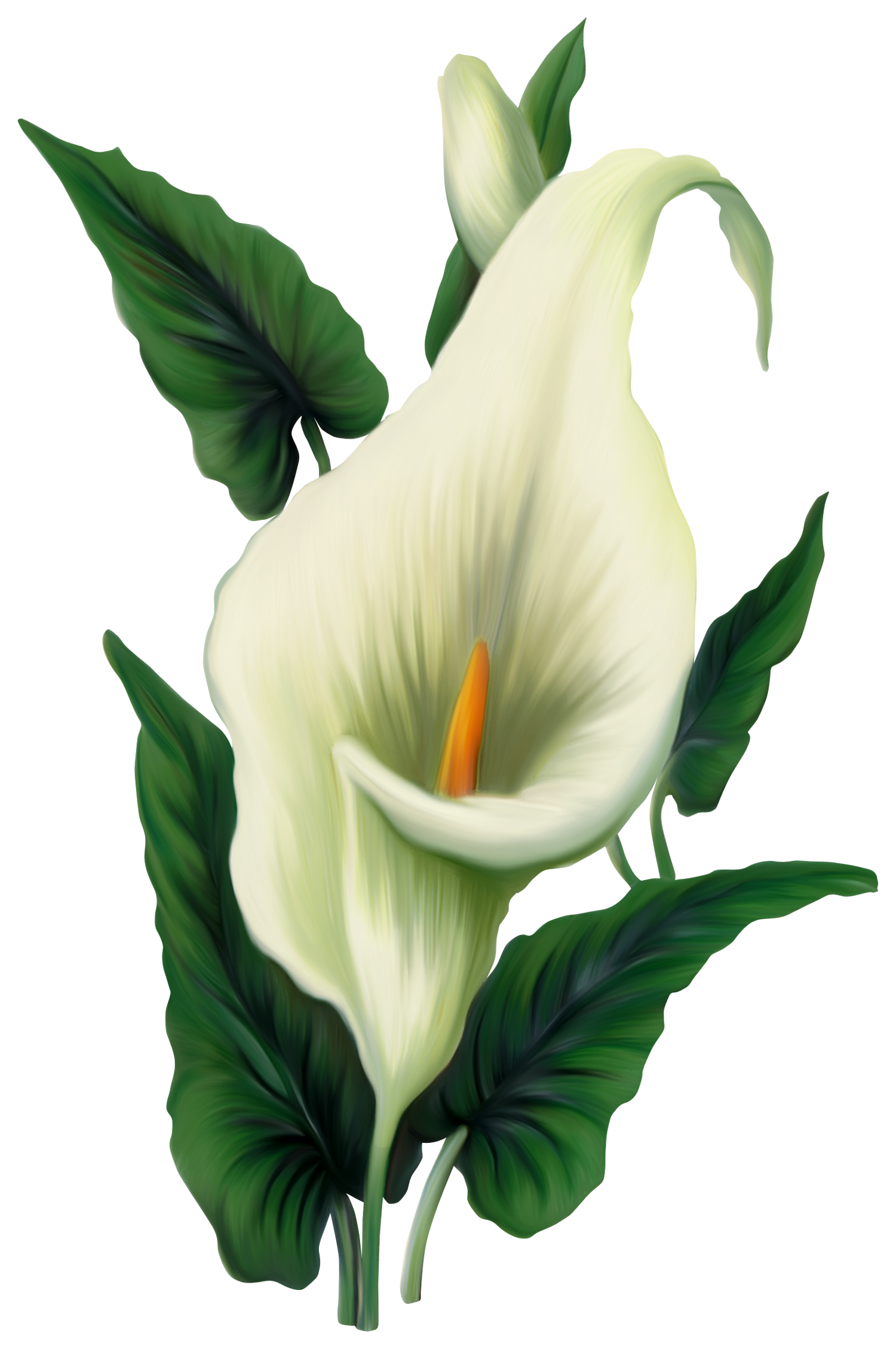 free clip art calla lily flower - photo #4