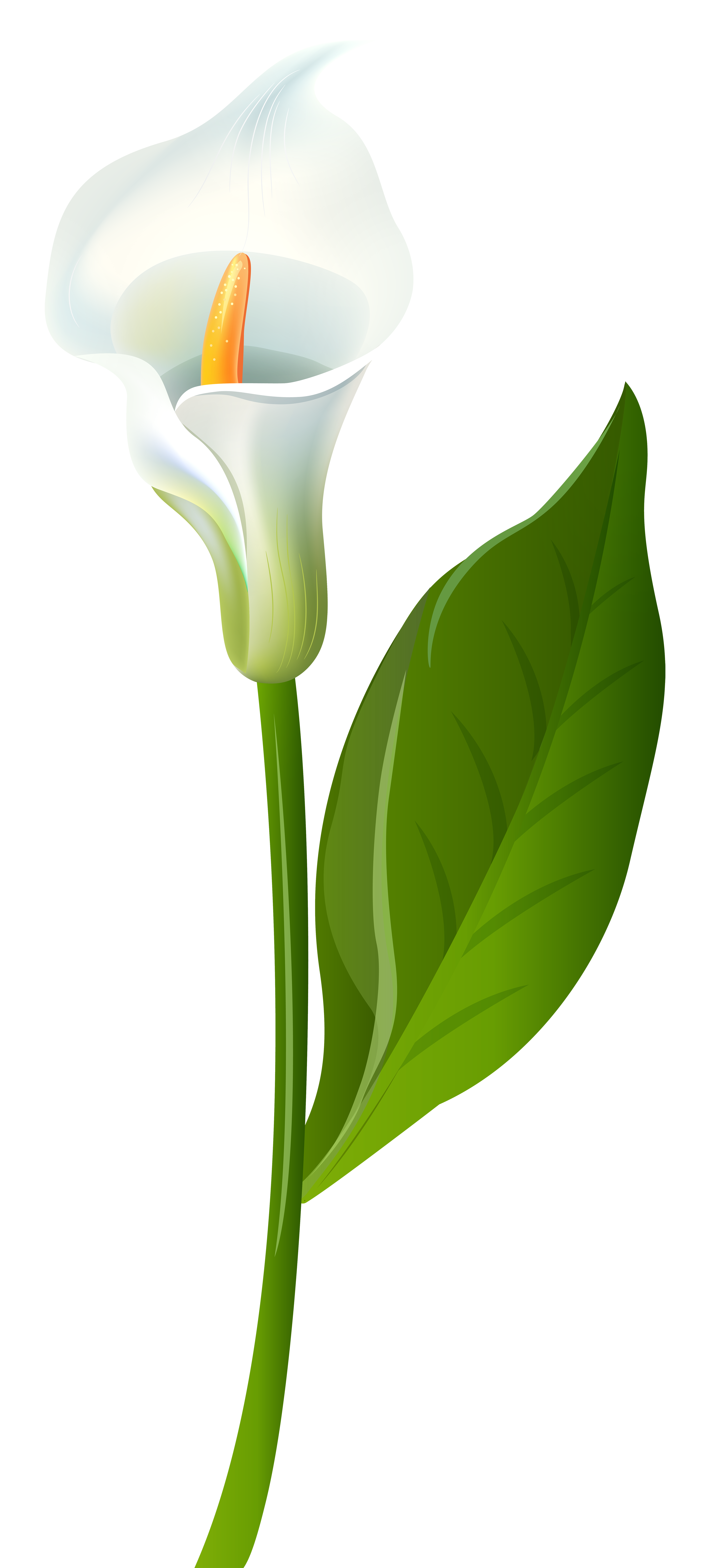 clip art calla lily flower - photo #10