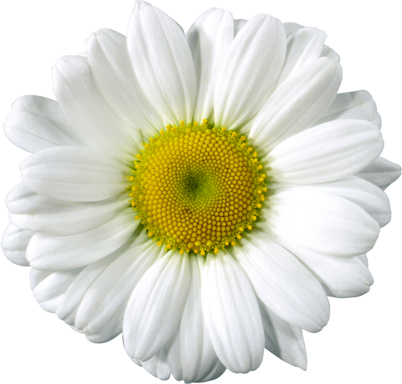 Daisy Clip Arts | Gallery Yopriceville - High-Quality Images and