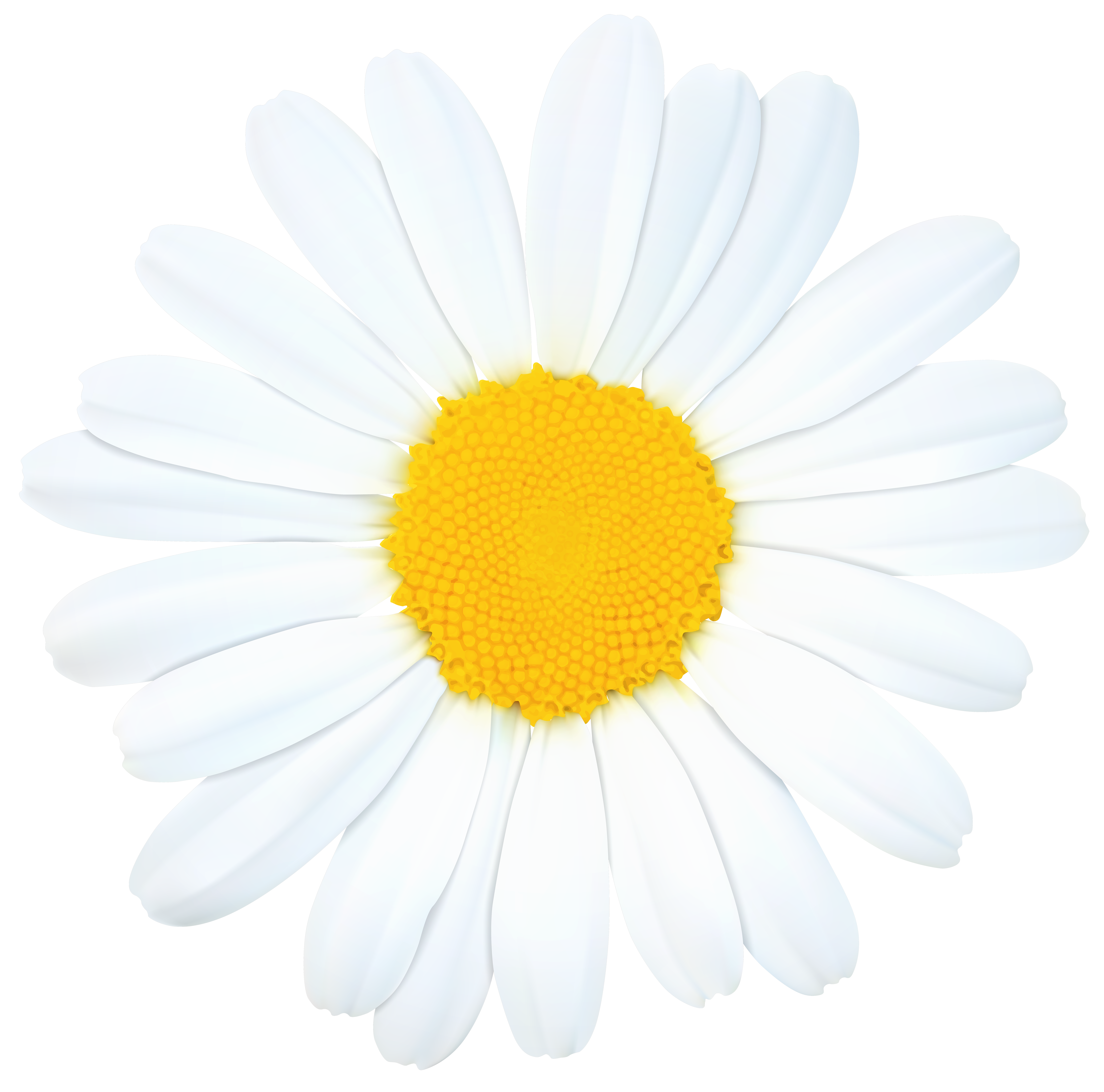 daisy clipart png - photo #7