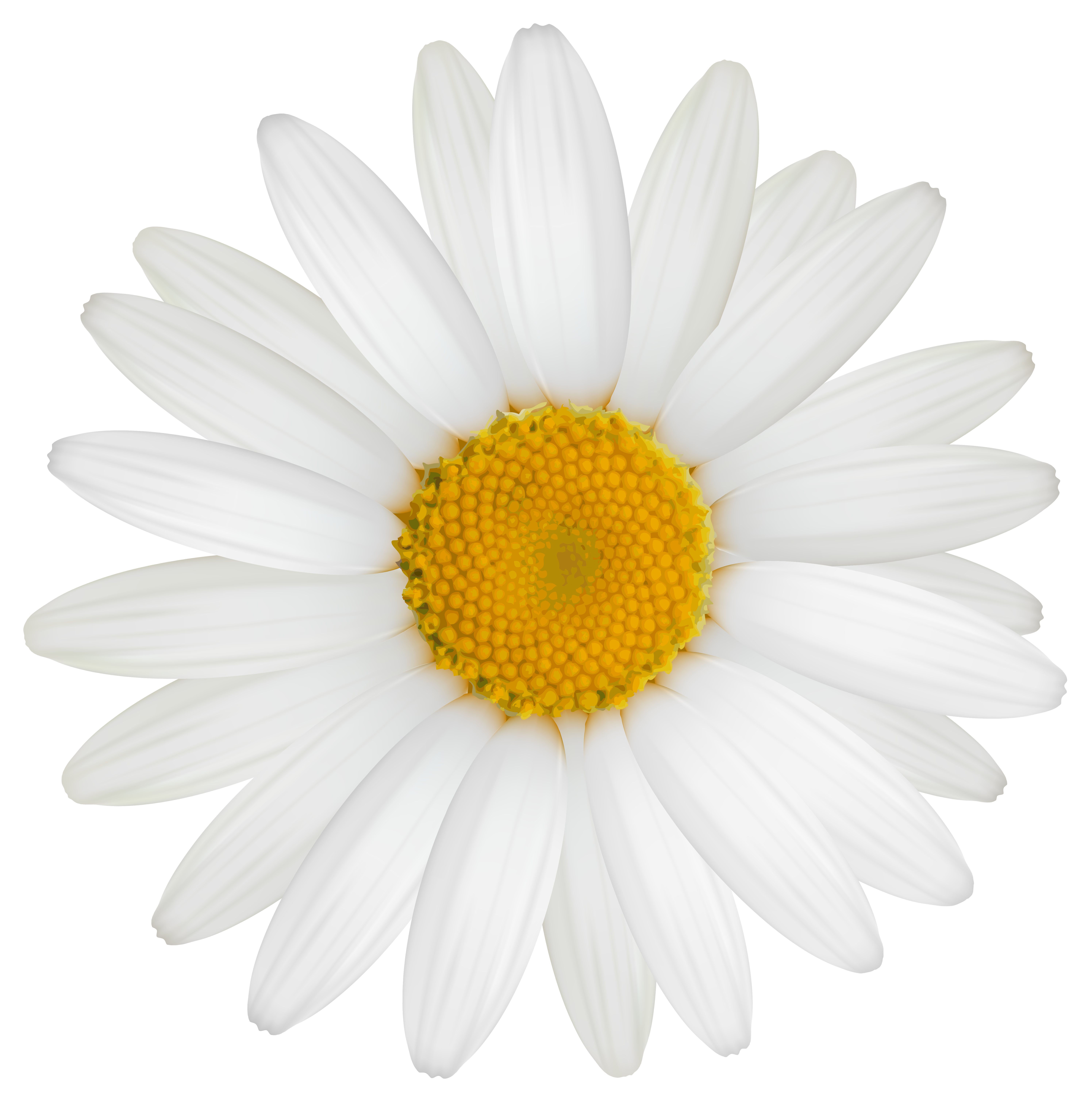 daisy clipart png - photo #15