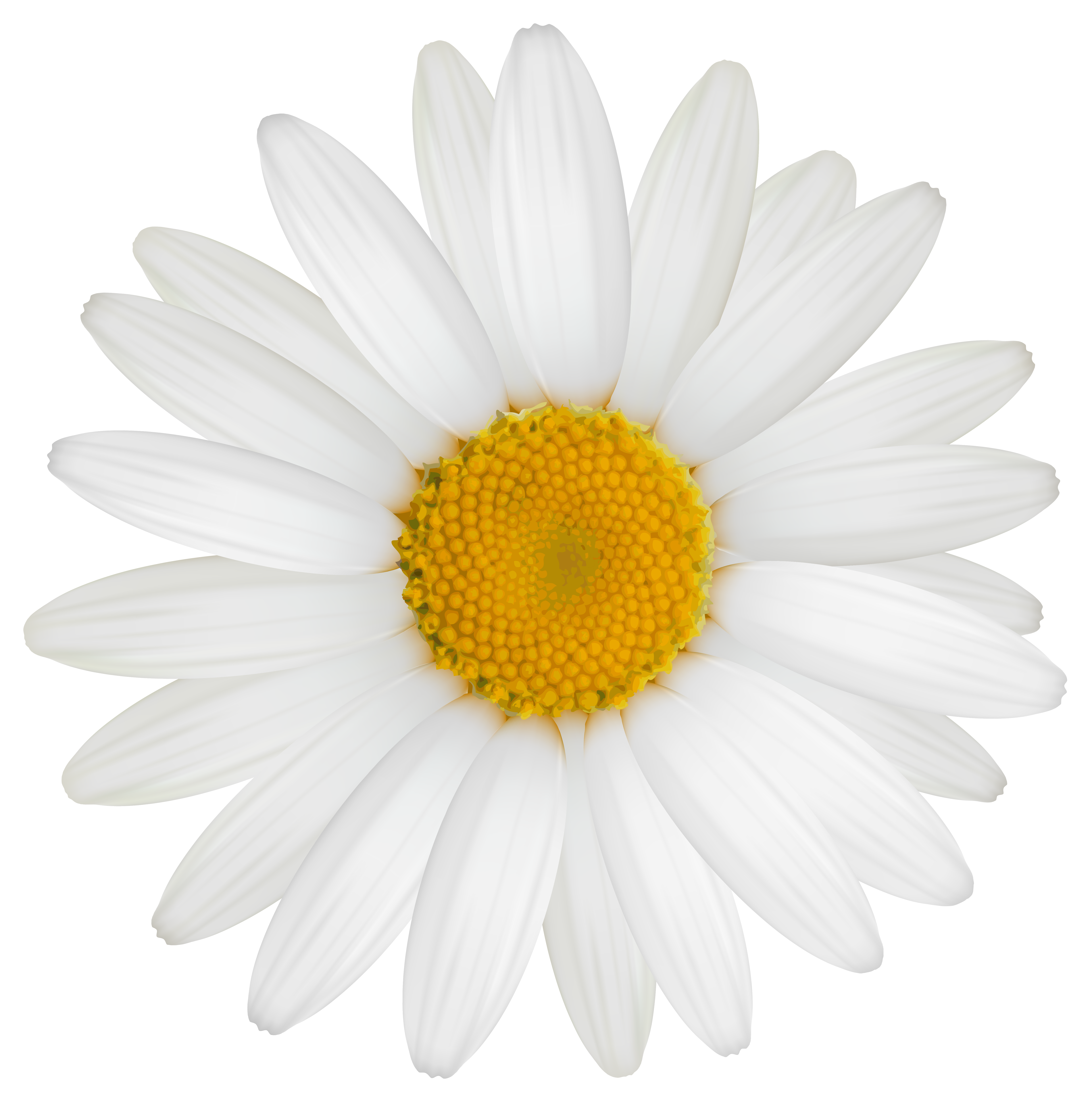 Daisy net worth