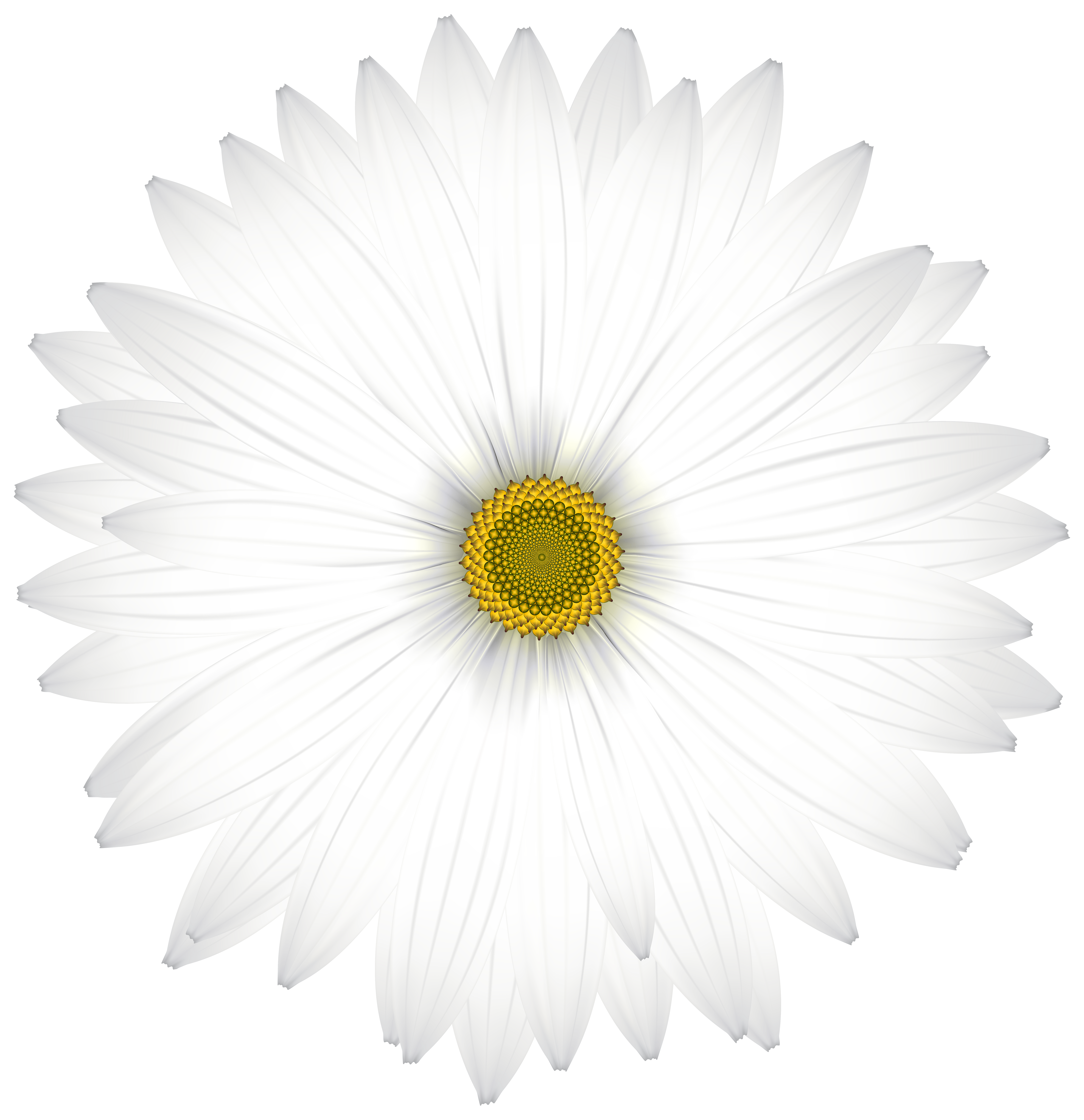 daisy clipart png - photo #24