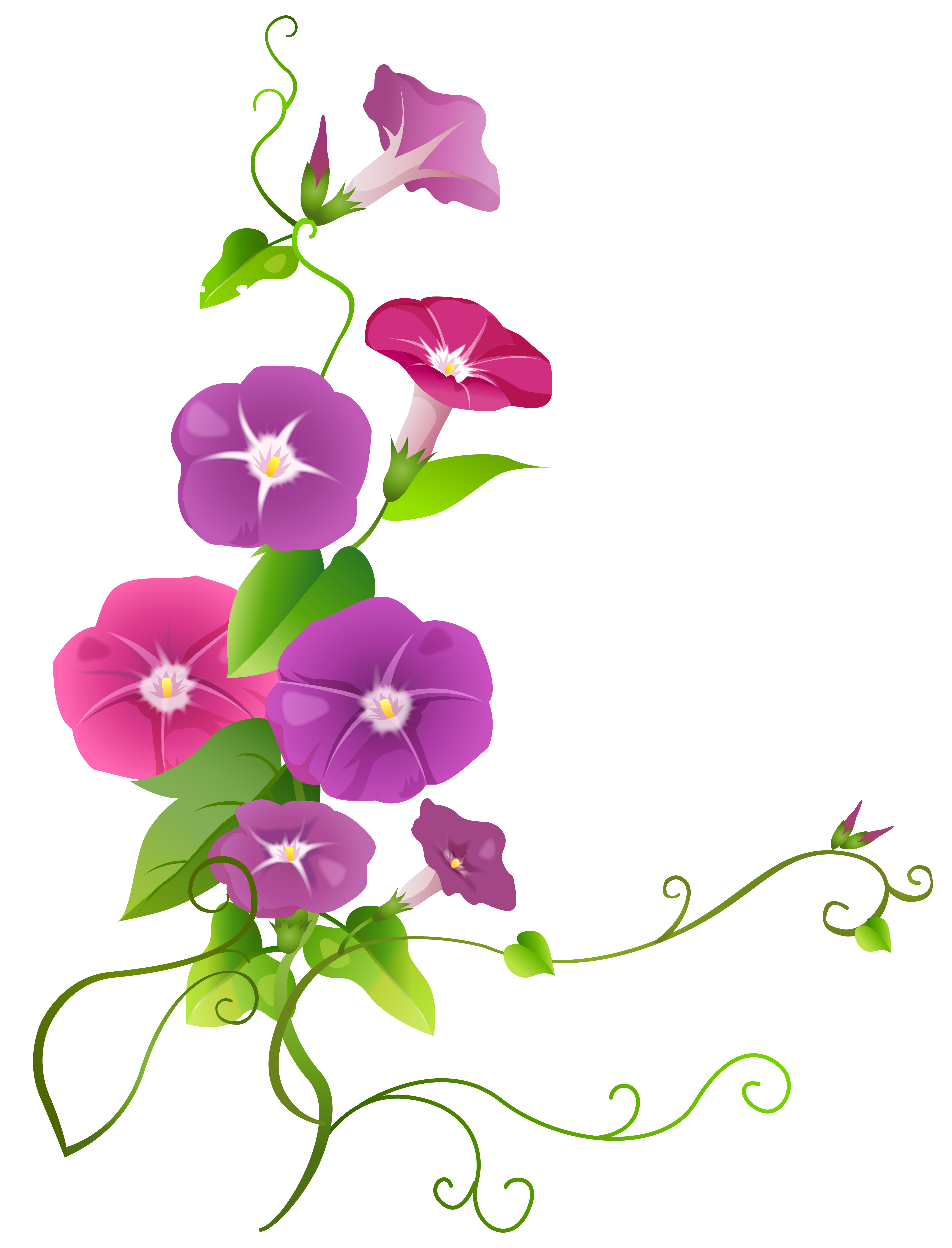 flower clipart with transparent background - photo #36