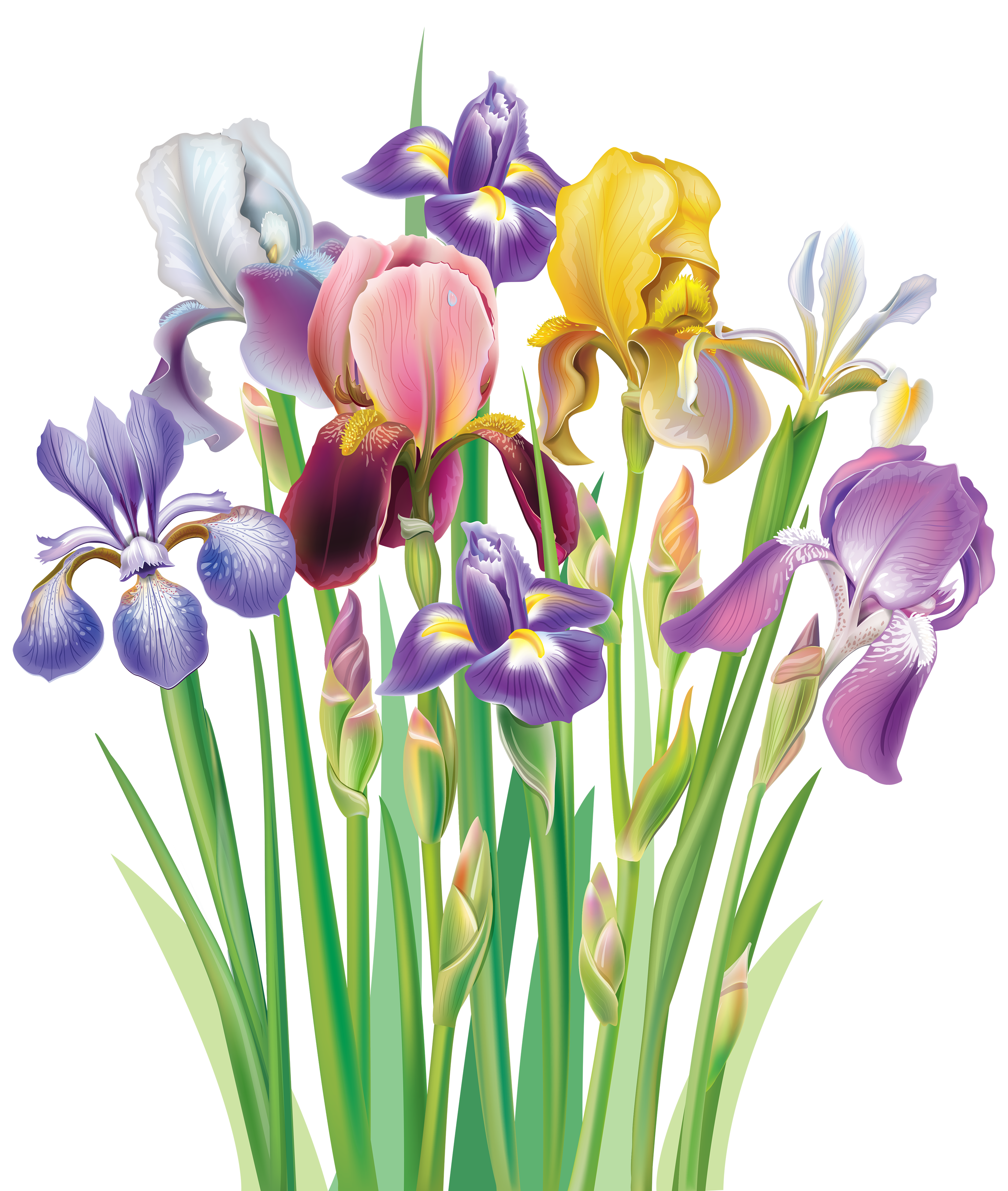 Irises PNG Clipart Image | Gallery Yopriceville - High-Quality Images