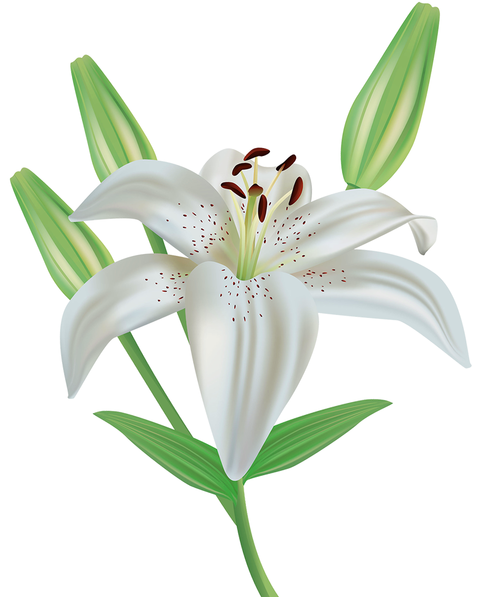 easter lilies free clipart - photo #31