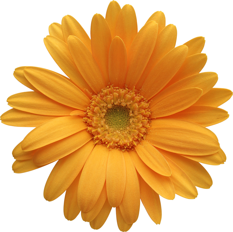 daisy clipart png - photo #35