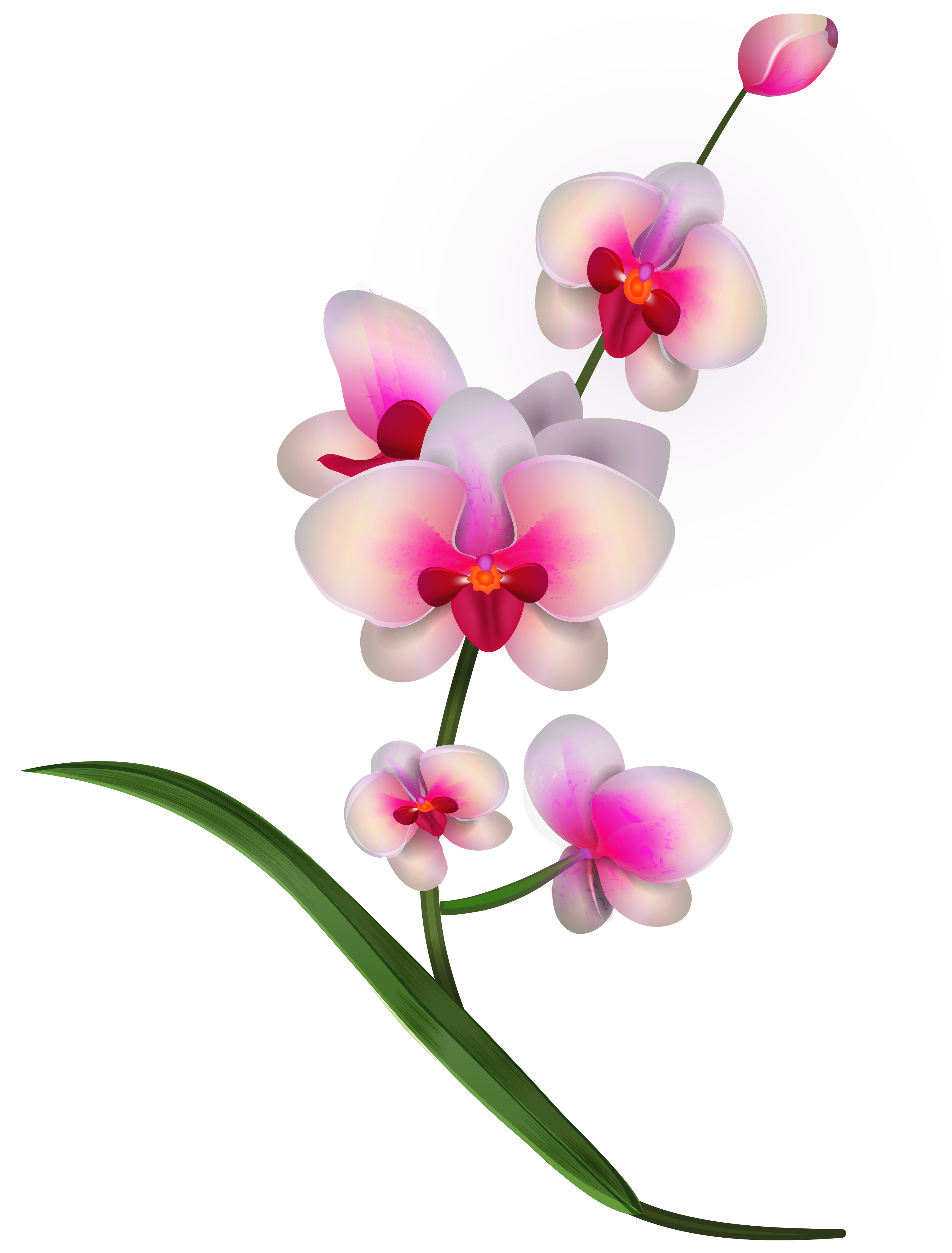 Clip Art Orchid Clip Art orchid clipart png image view full size