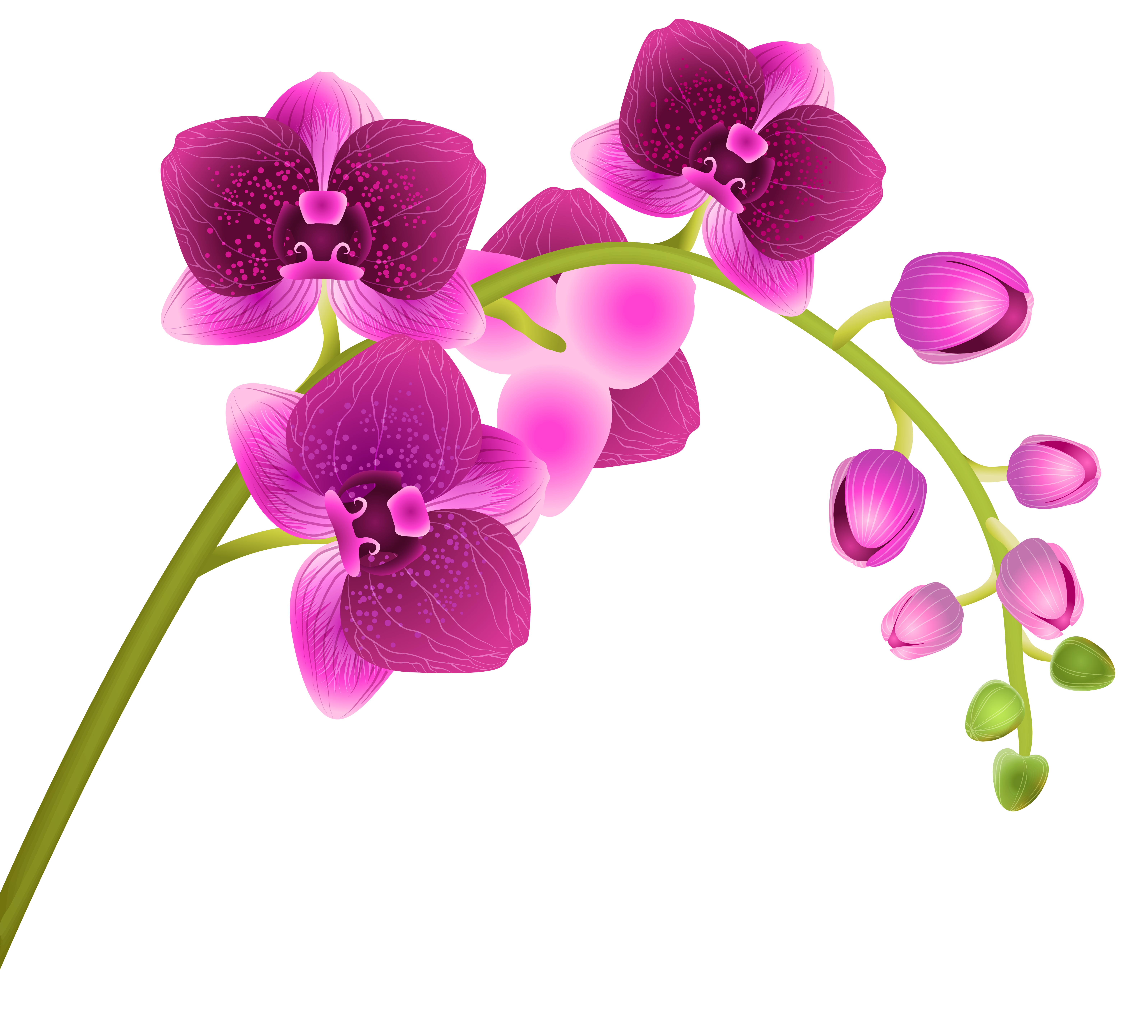 orchid flower clip art free - photo #17