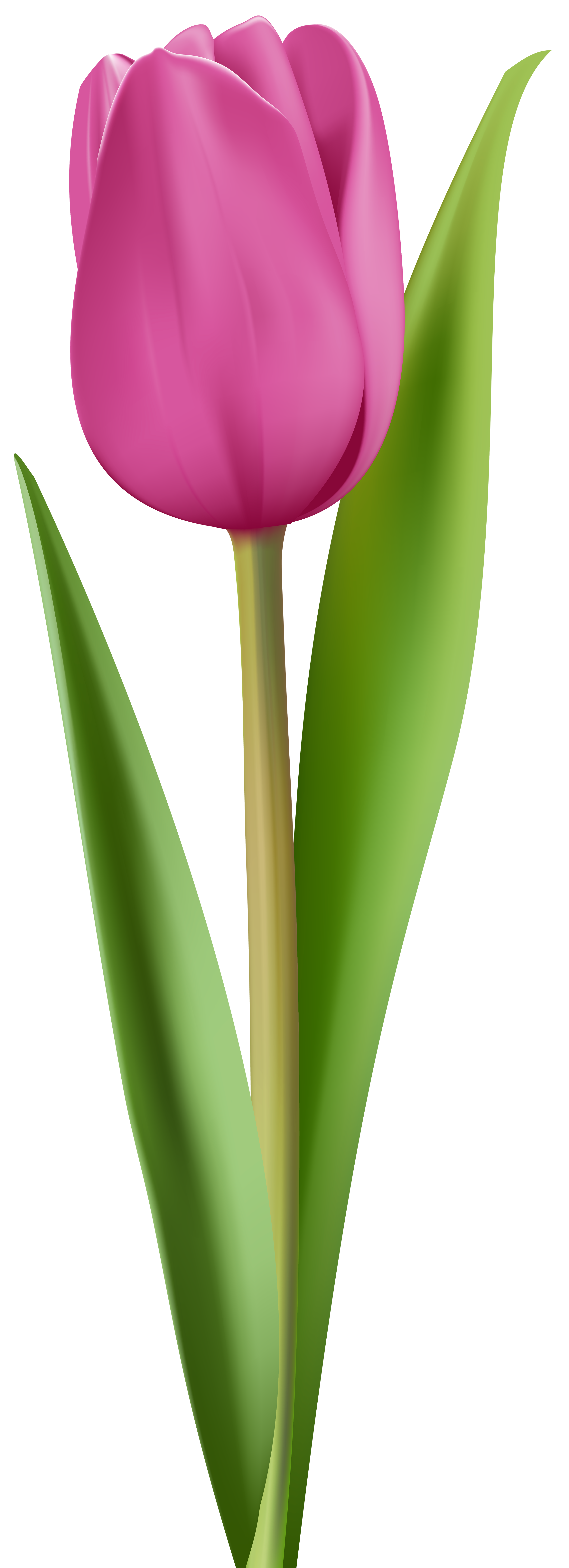 Clip Art Tulip Clip Art pink tulip clip art image view full size
