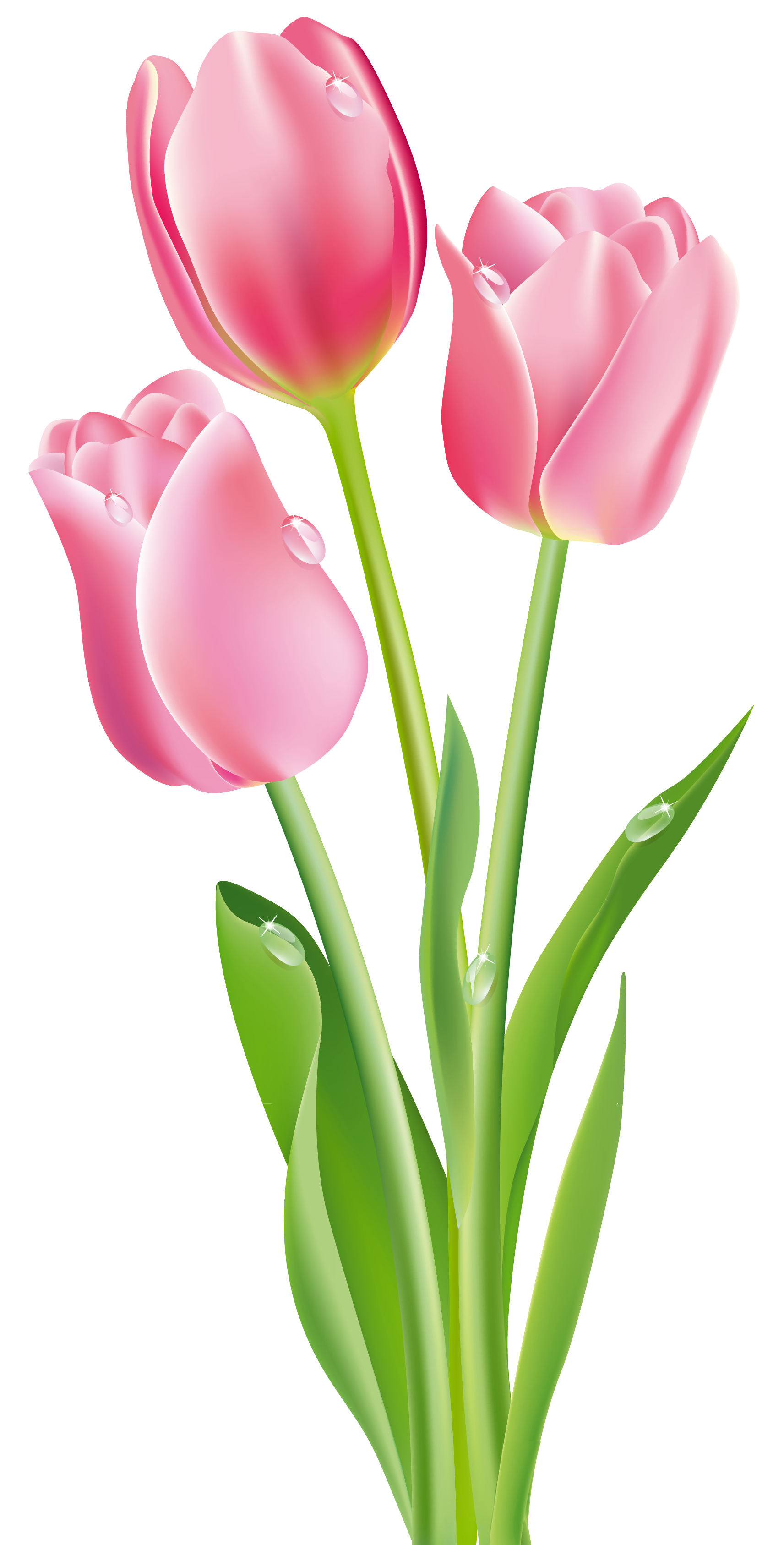 free clip art flowers tulips - photo #10