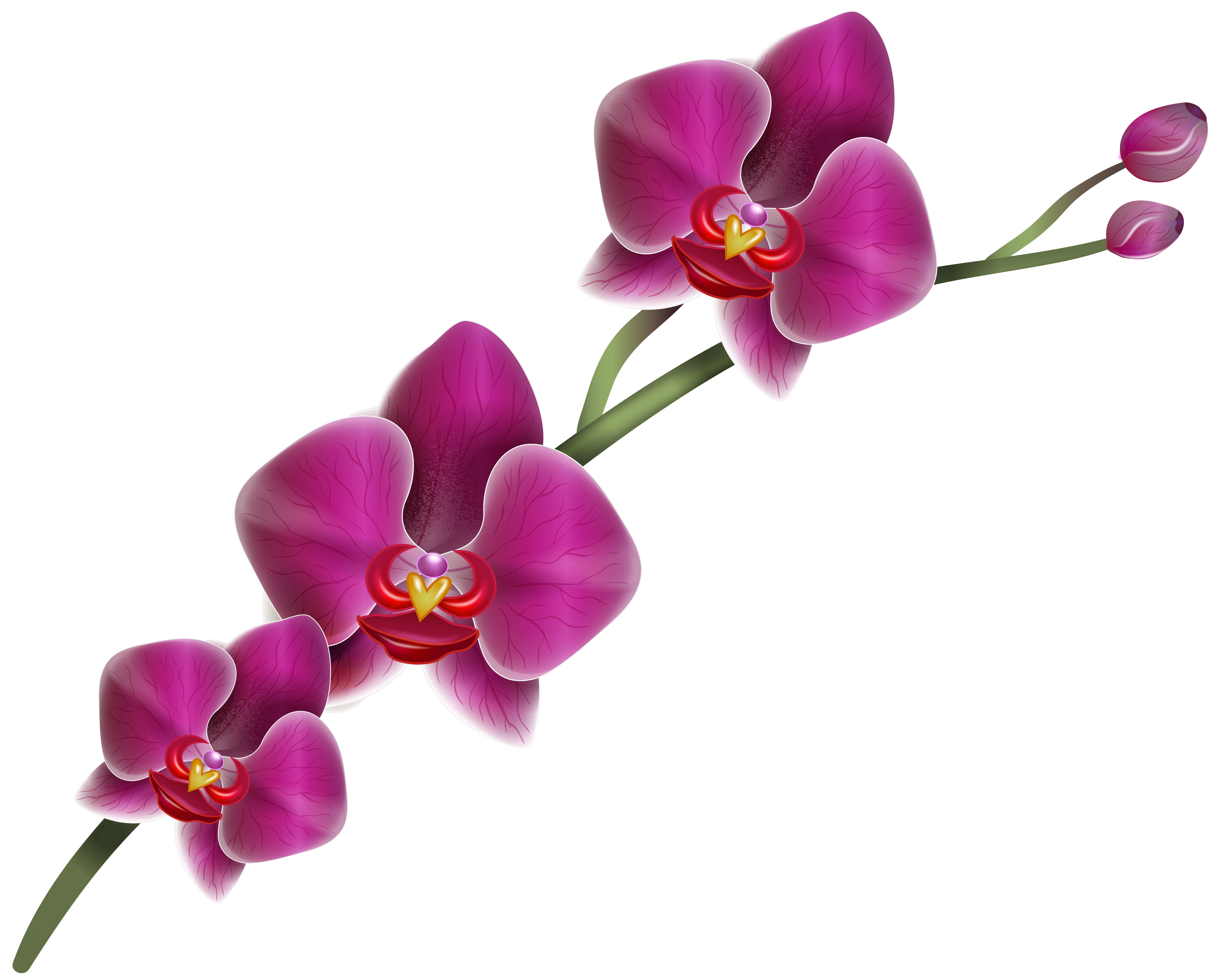 clipart etc orchids - photo #36