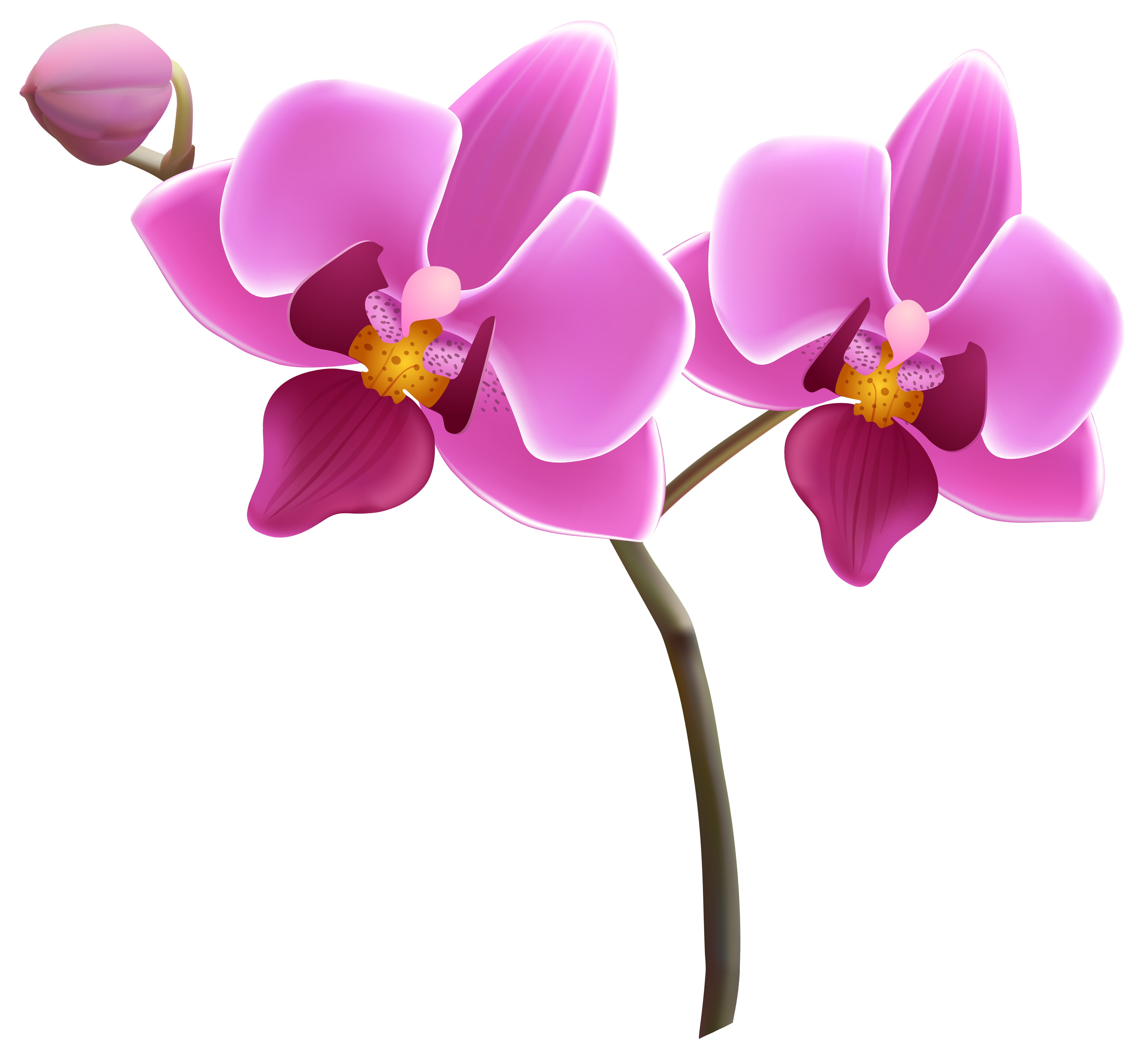 clipart orchid flower - photo #12