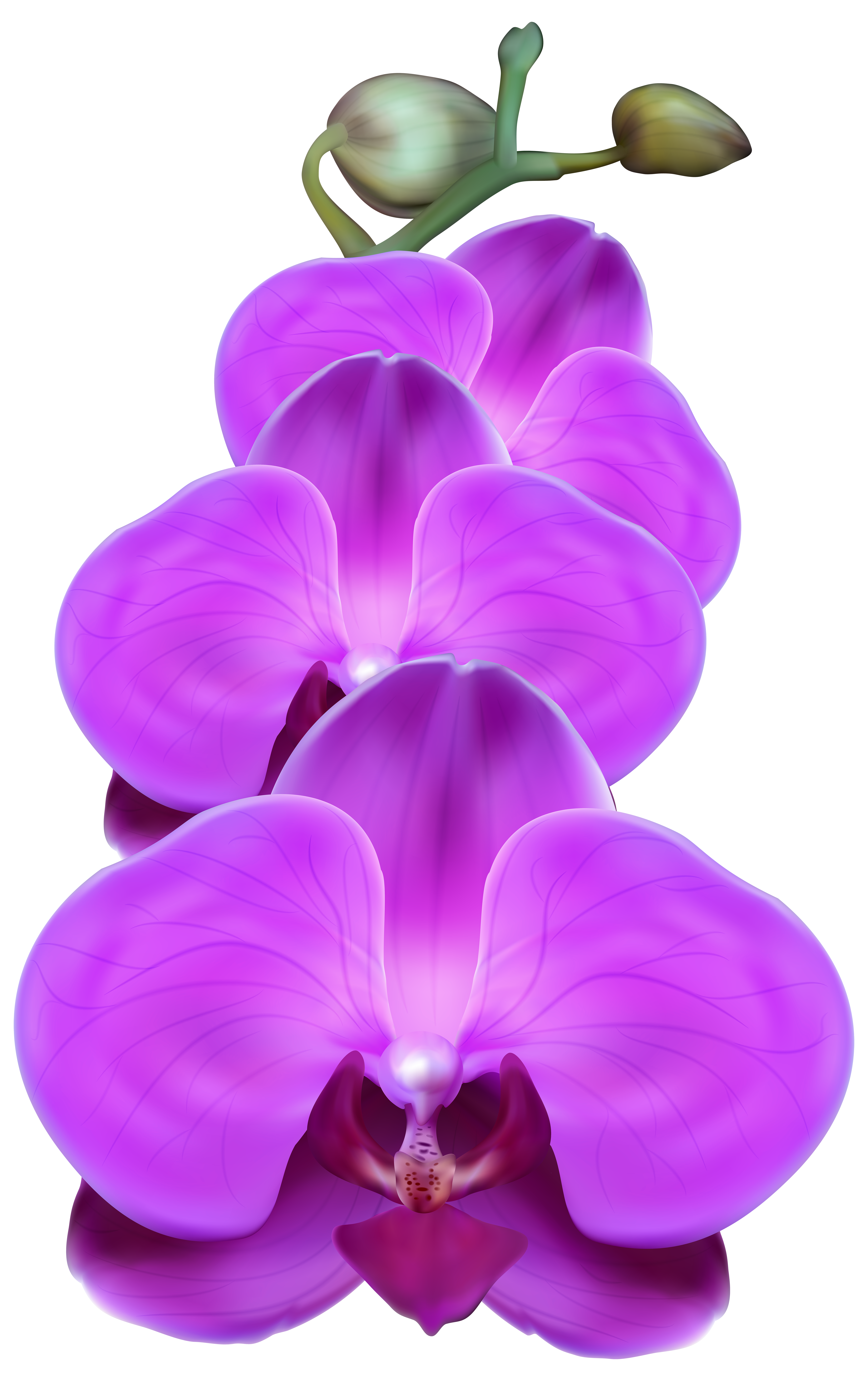 Clip Art Orchid Clip Art purple orchid png transparent clip art image view full size