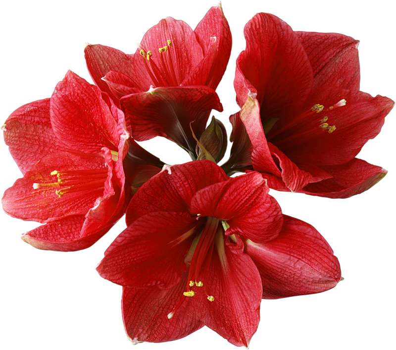 Red Orchid PNG Clipart | Gallery Yopriceville - High-Quality Images and